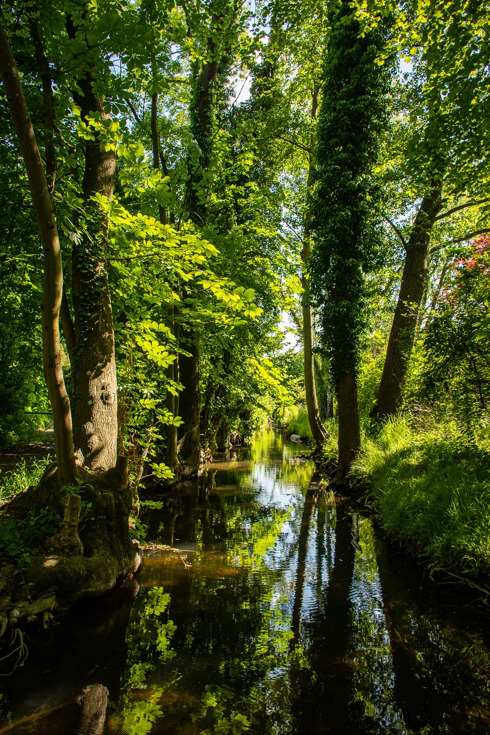 Photo showing: This picture represents untouched nature and the beautiful spots of our planet that are often near us, only a bit hidden.