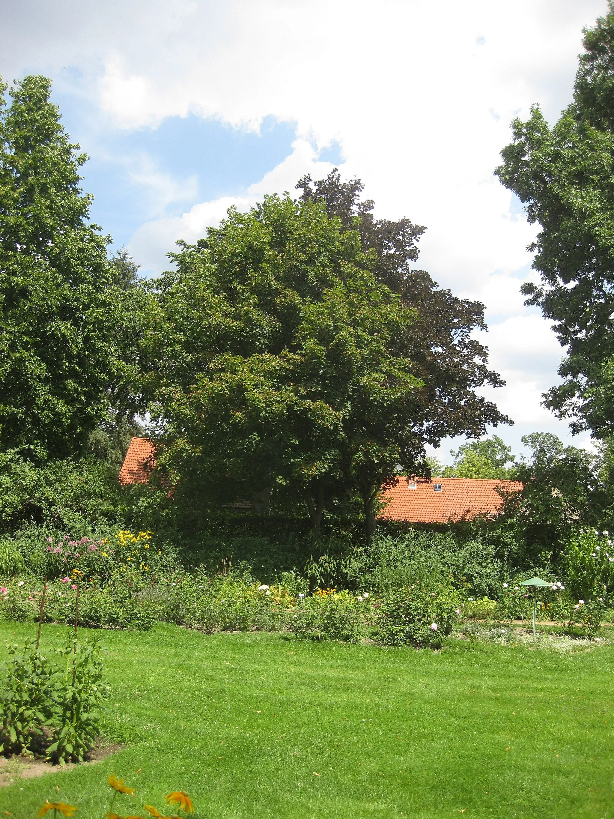 Photo showing: Rosengarten Forst, Bergahorn (Acer pseudoplatanus), Westsüdwestansicht, Sommer;
dahinter verdeckt eine Blutbuche