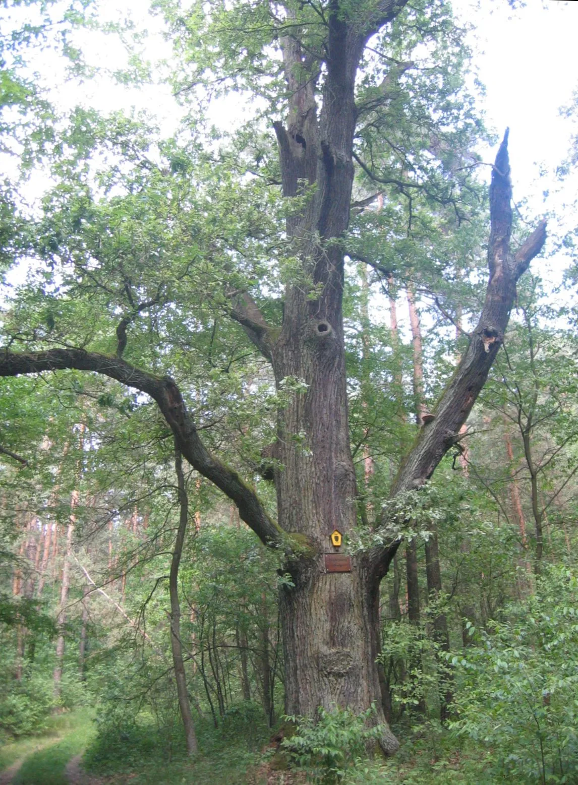 Photo showing: Eine etwa 300-jährige Stieleiche steht im Ruhlander Forst (Nordost) (Flurname), früher Im Parschken (alter Flurname)