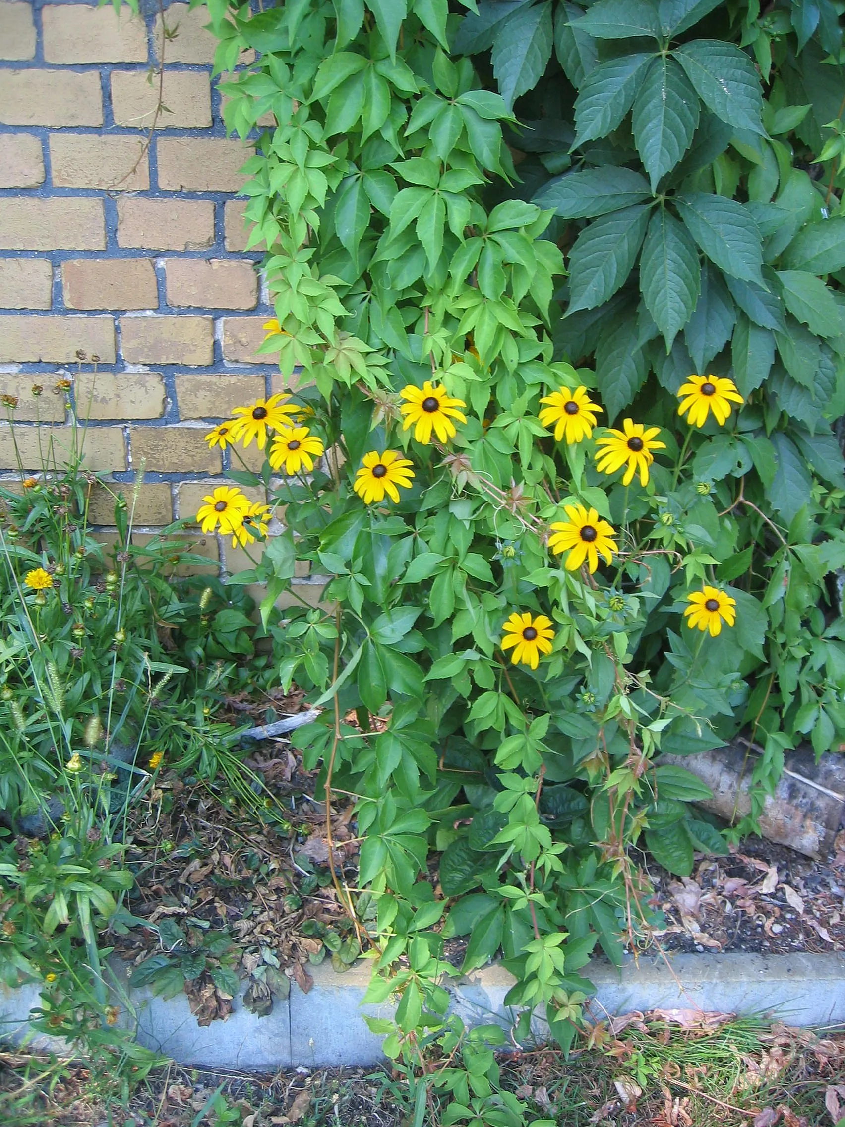 Photo showing: Ruhland, Ortrander Straße 5, Gewöhnlicher Sonnenhut (Rudbeckia fulgida), blühende Pflanze, Sommer