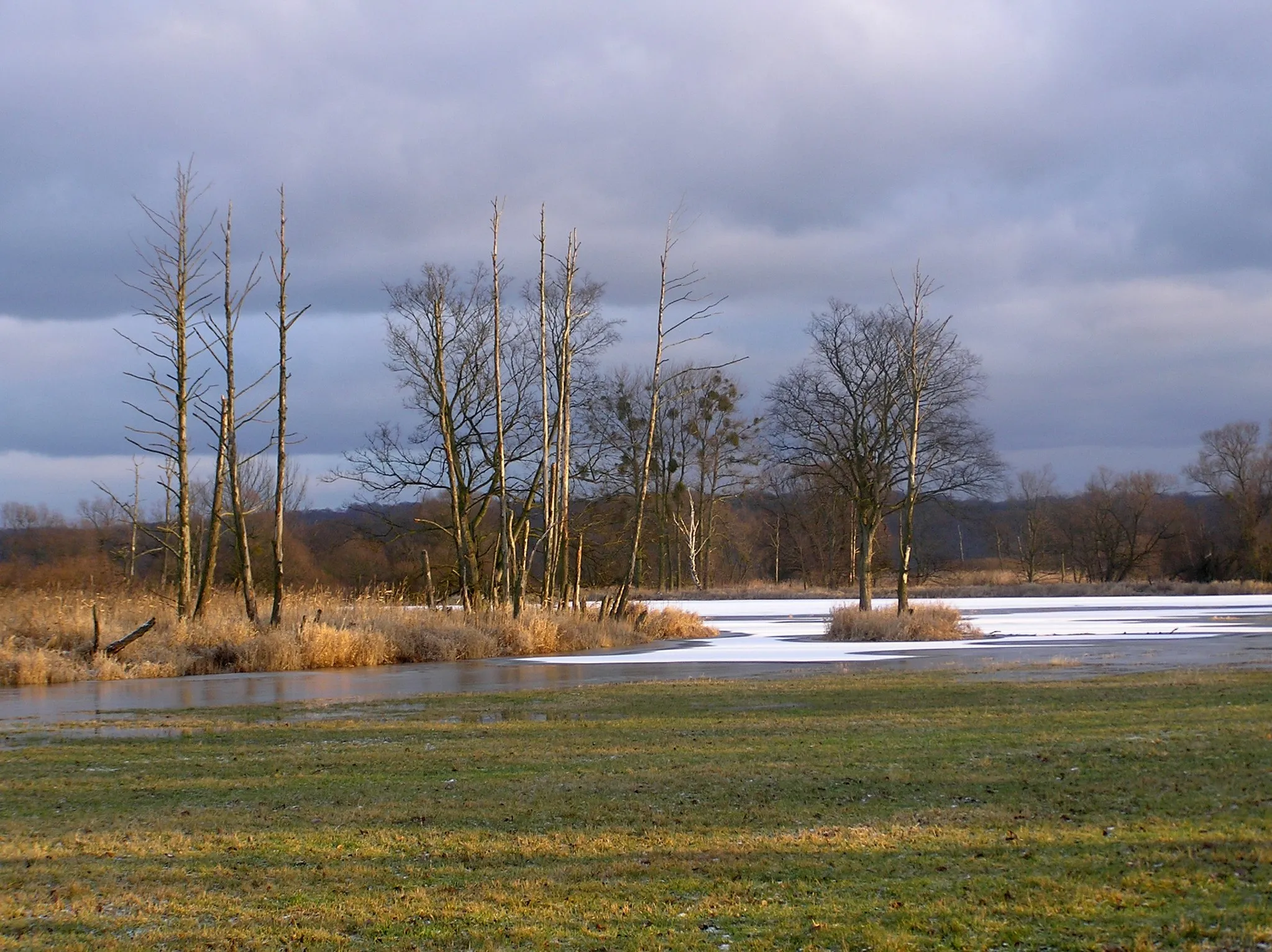 Photo showing: Wiesen bei Gatow im Nationalpark Unteres Odertal