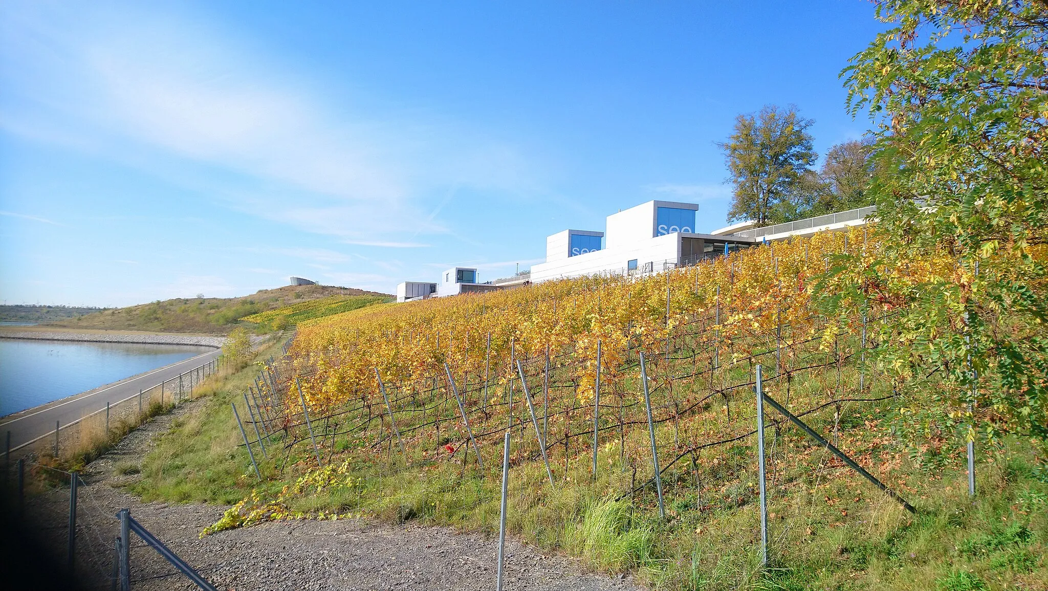 Photo showing: Der Weinberg am Großräschener See ist ein Weinberg im Land Brandenburg. Aufgerebt 2012 und 2013 an einer stehengebliebenen Böschung des ehemaligen Tagebaus Meuro auf natürlich gewachsenem Boden.