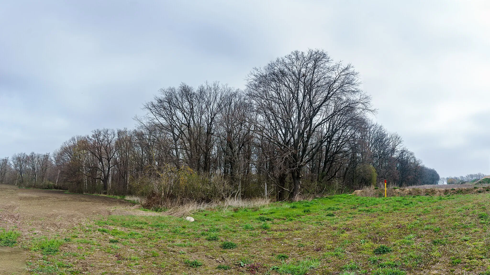 Photo showing: Rotbuche im Reußener Wäldchen in Strehla OT Unterreußen. Flächenhaftes Naturdenkmal  RG 033