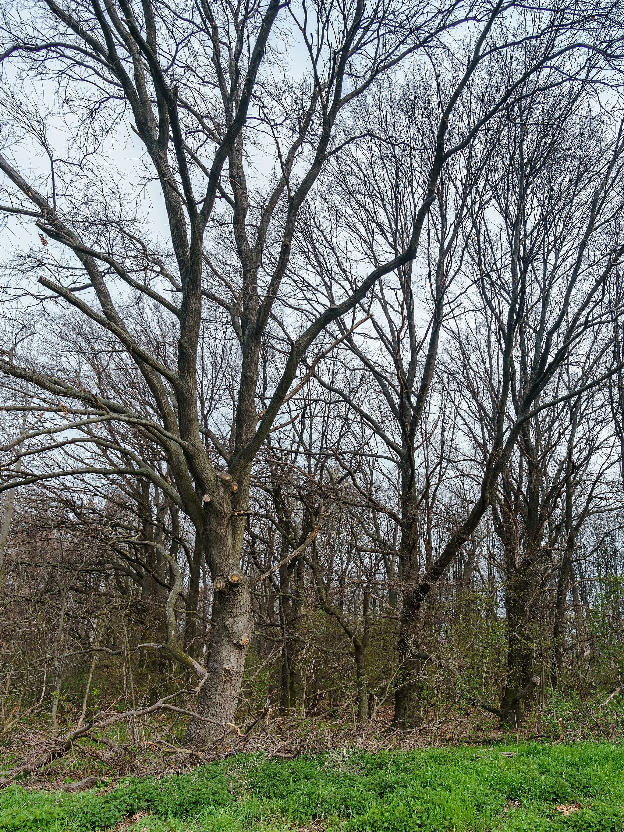 Photo showing: Rotbuche im Reußener Wäldchen in Strehla OT Unterreußen. Flächenhaftes Naturdenkmal  RG 033