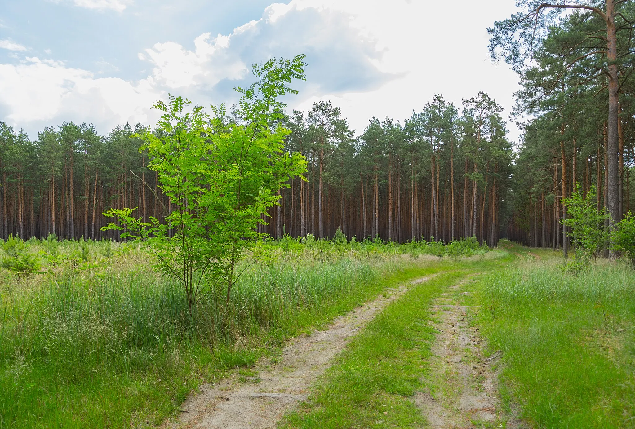 Photo showing: Forest road near Postbrücke, a populated place (Wohnplatz) belonging to Karras, district of Friedland, Landkreis Oder-Spree, Brandenburg, Germany.