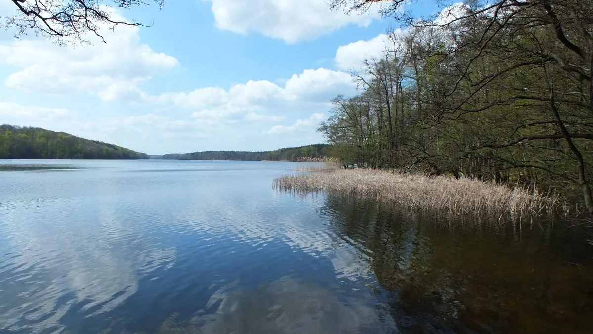 Photo showing: Wolletzsee Ostufer