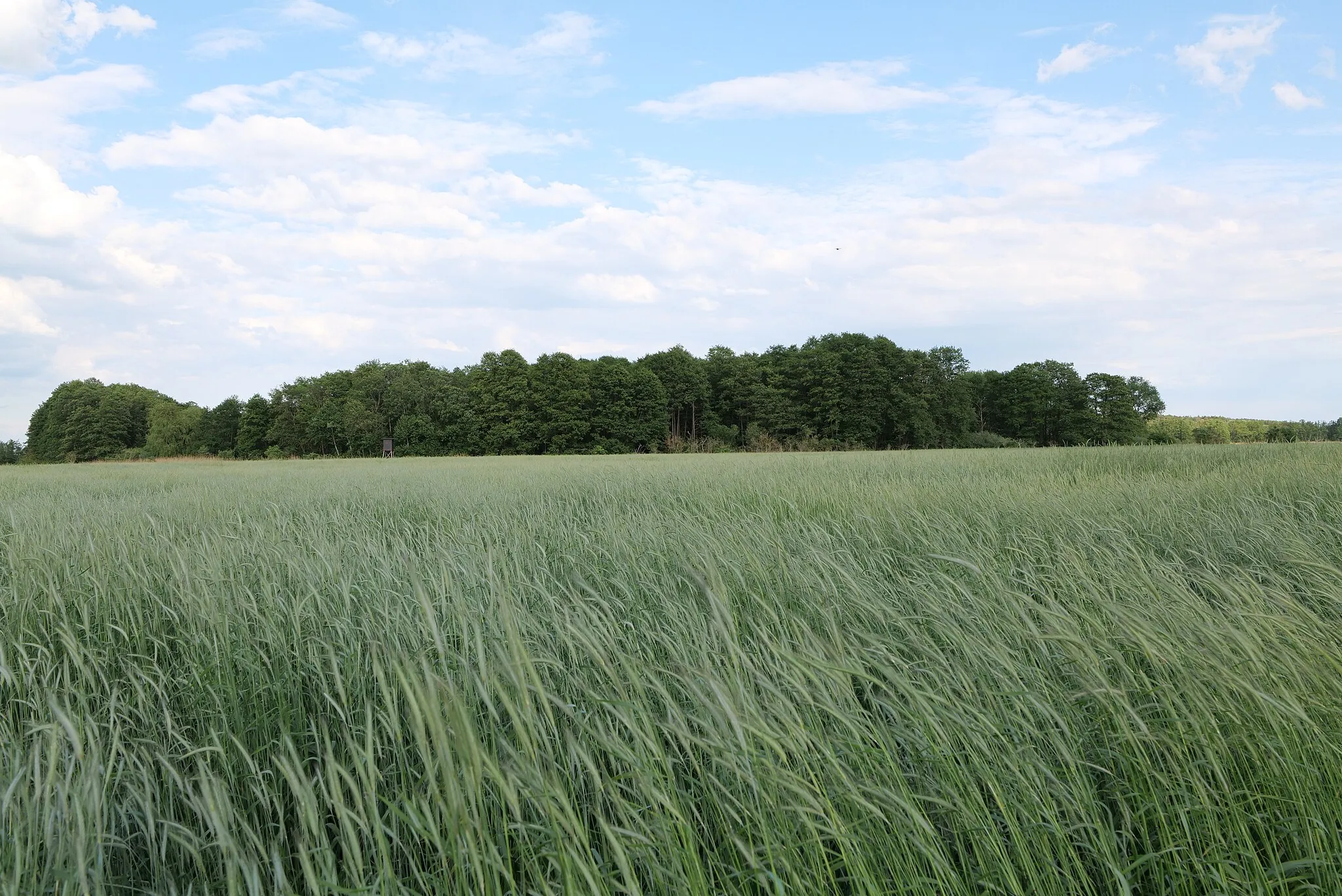 Photo showing: Feld in Schmergow.