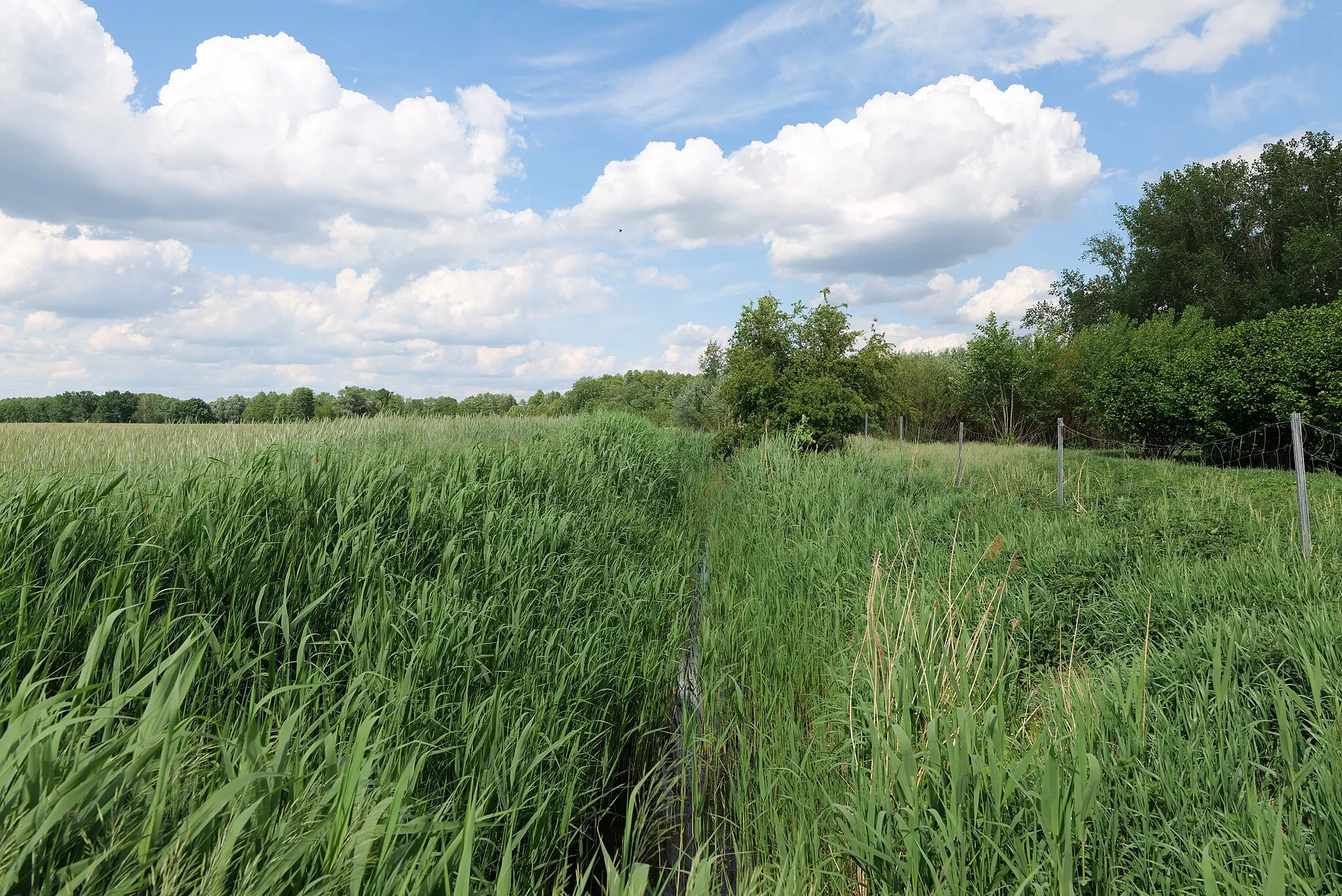 Photo showing: Wassergaben in Derwitz.