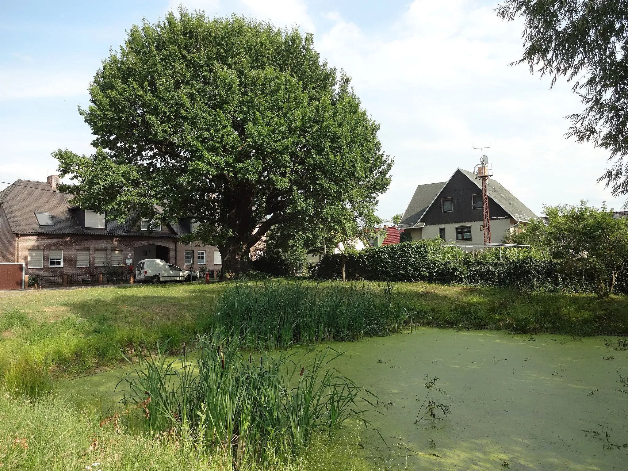 Photo showing: Naturdenkmal Stieleiche am Dorfplatz in Ragow (Lübbenau/Spreewald))