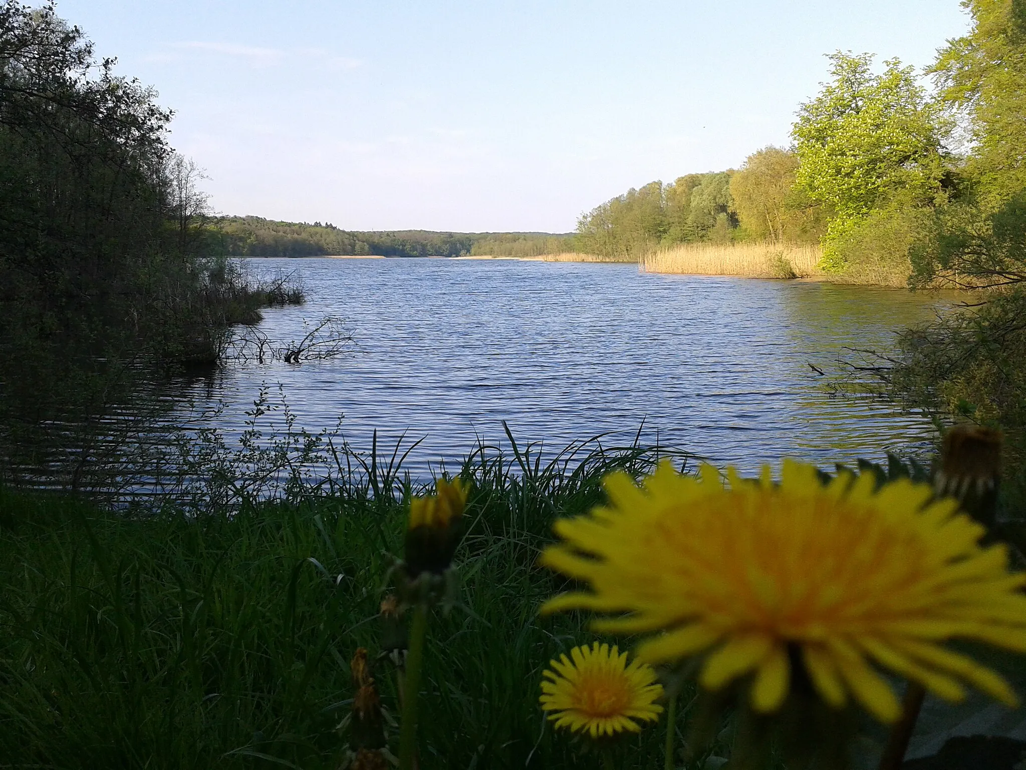 Photo showing: Löwenzahn im Schatten vom See.
Heinersdorf, OT Steinhöfel (LOS)