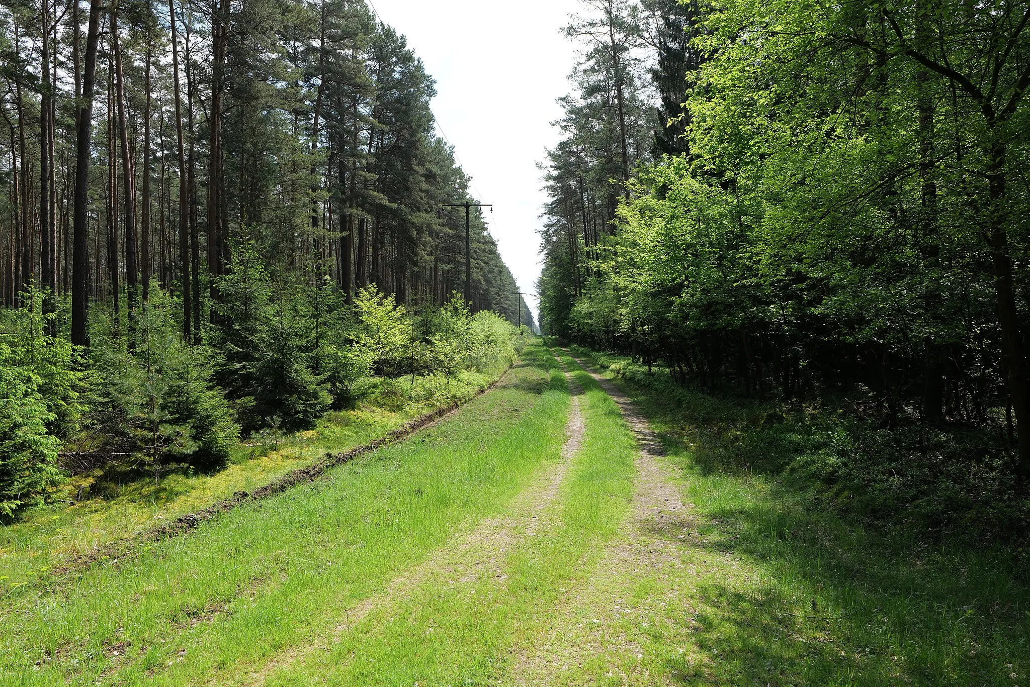 Photo showing: Wald in Densow im Landschaftsschutzgebiet Norduckermärkische Seenlandschaft des Naturpark Uckermärkische Seen.