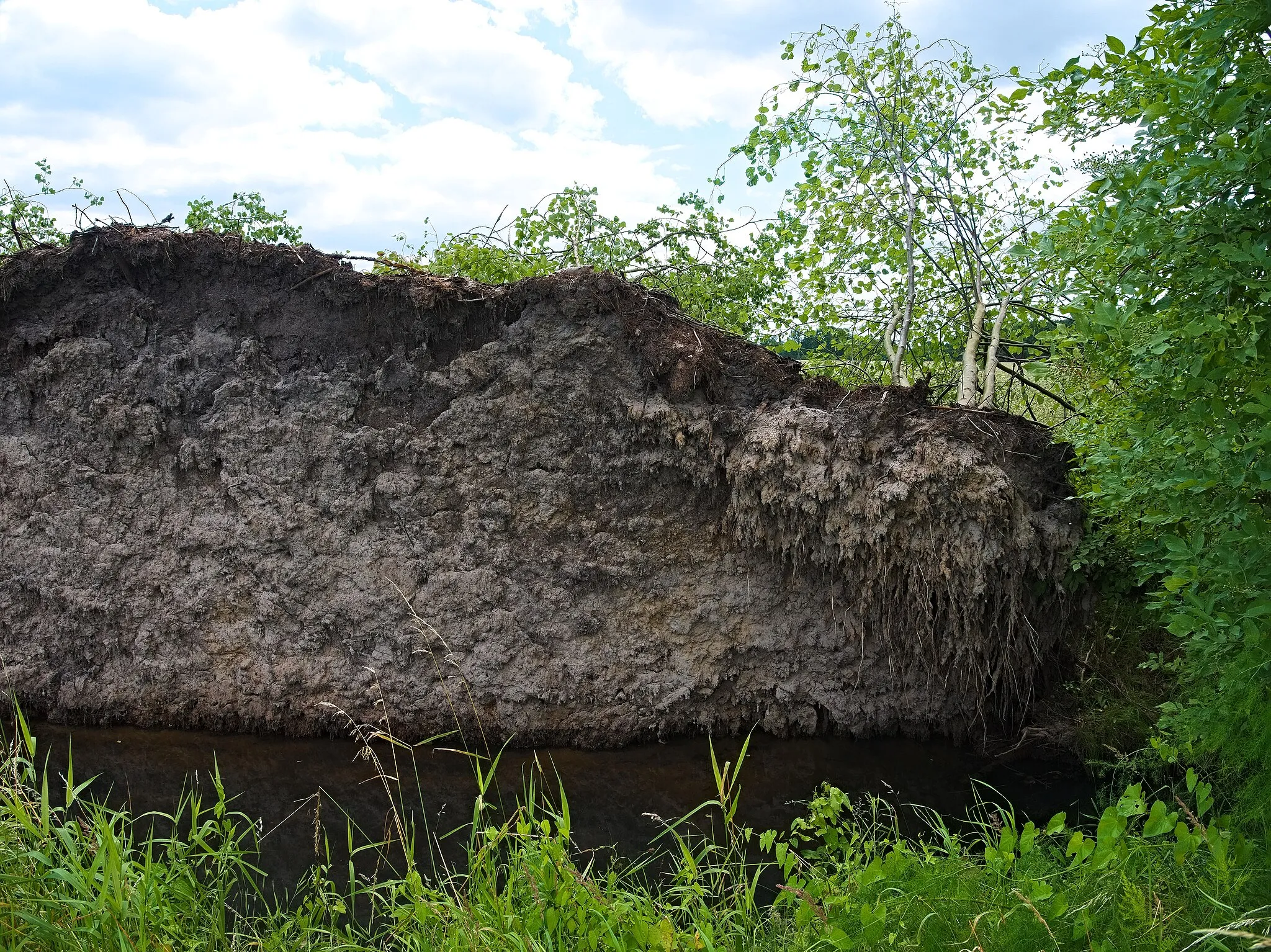 Photo showing: uprooted tree - root. Taken in Selchow, Storkow (Mark), Brandenburg, Germany.