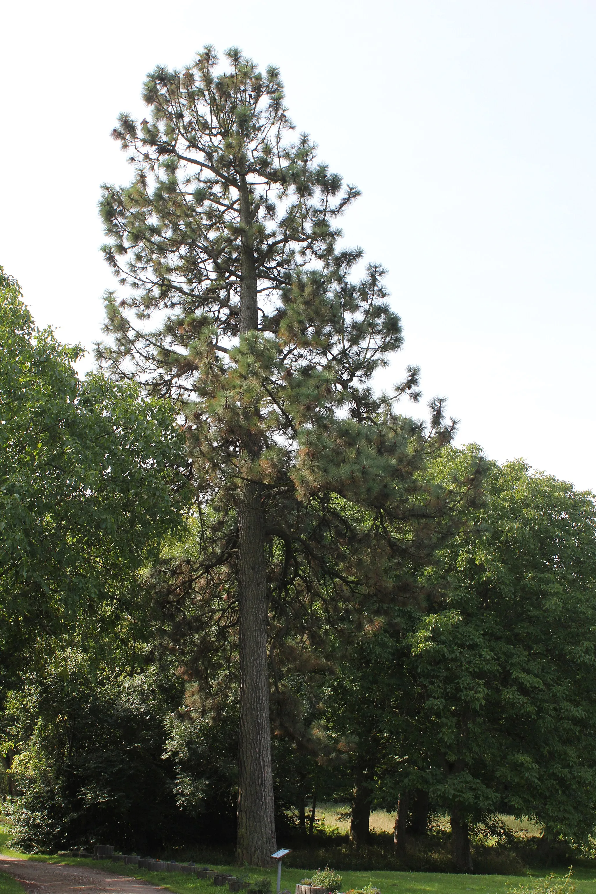 Photo showing: The Pinus ponderosa in Diestelow