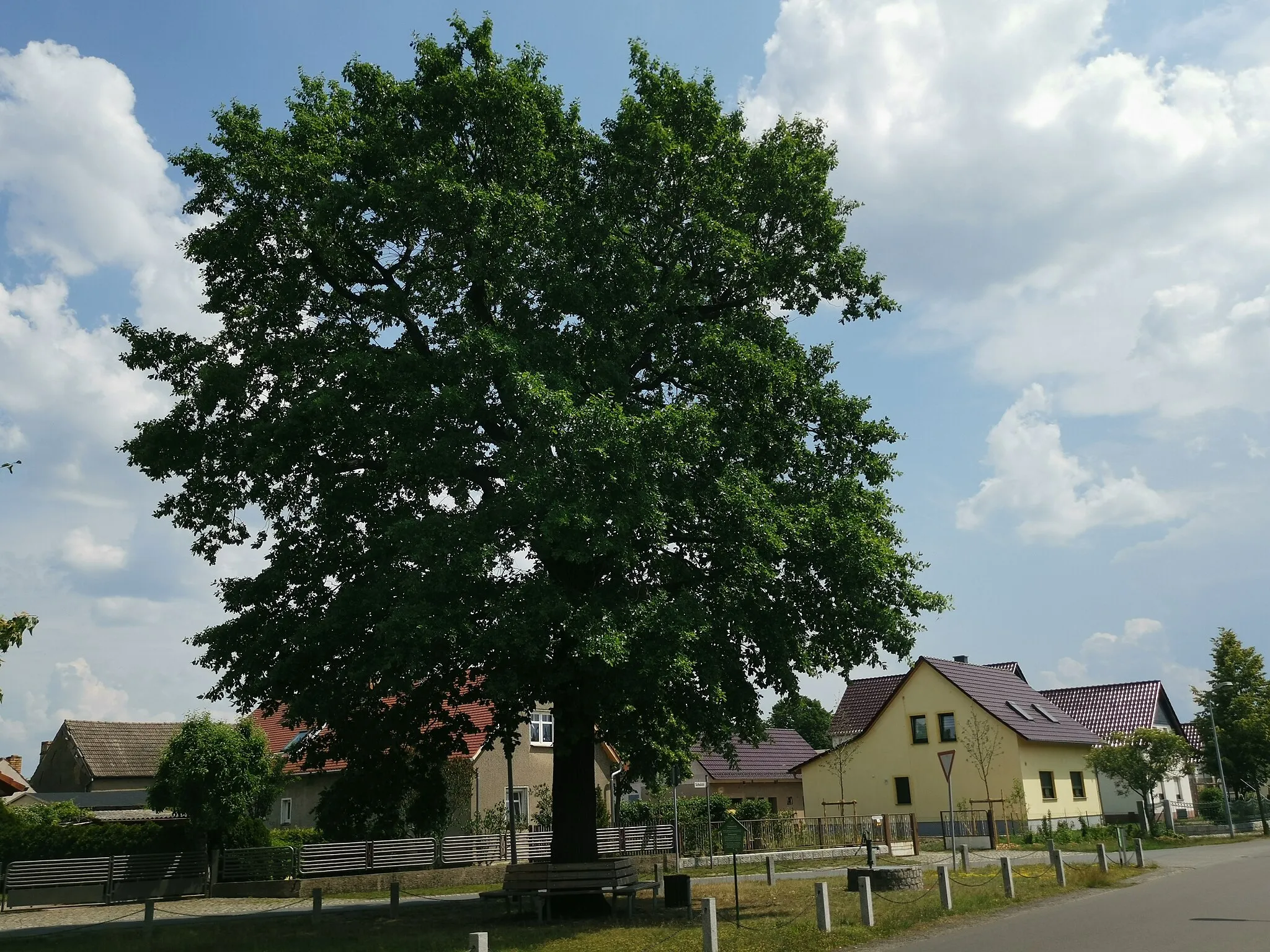 Photo showing: Als Naturdenkmal geschützte Friedenseiche in Frauendorf