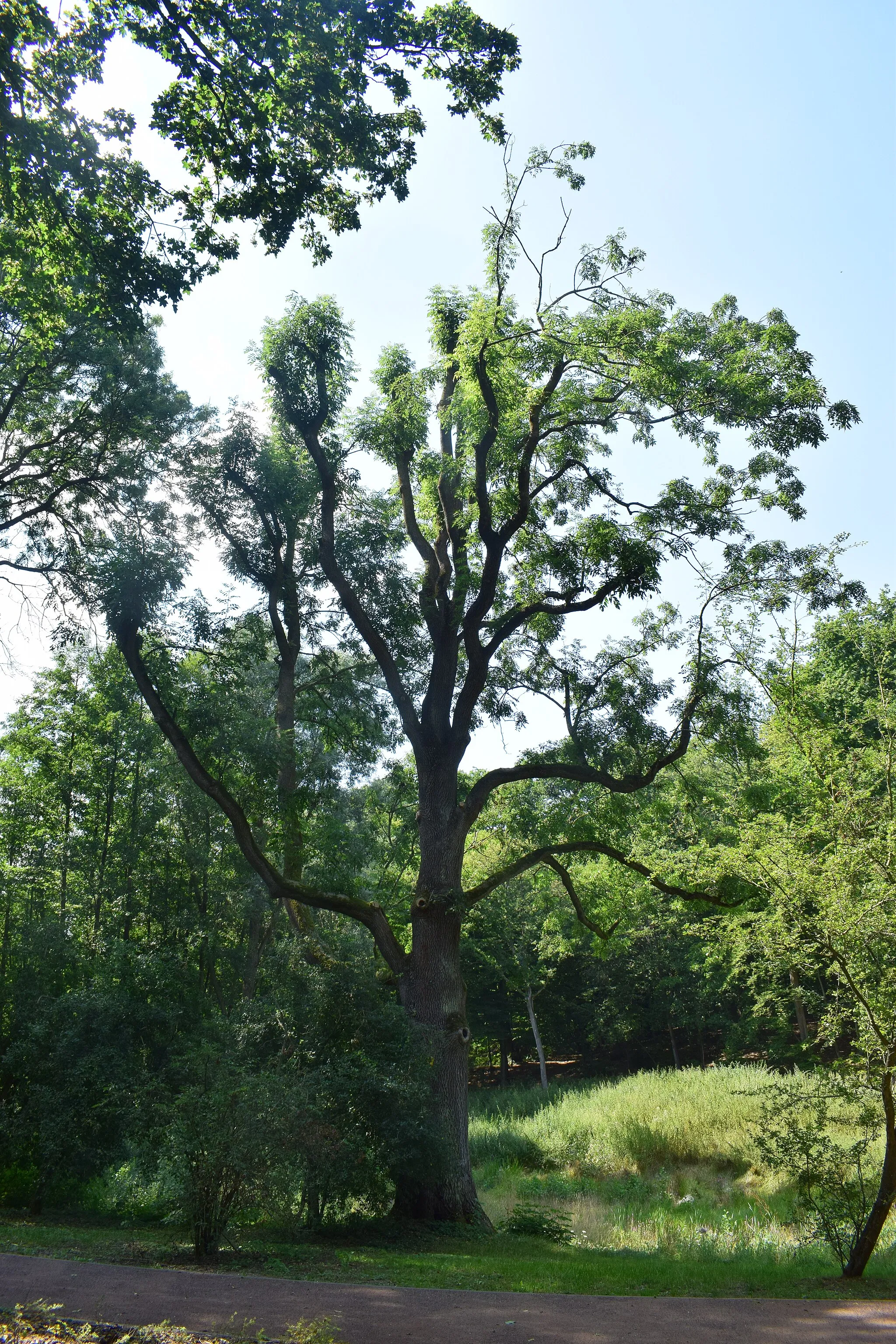 Photo showing: Gemeine Esche im Gutspark Tiefensee (Werneuchen). Naturdenkmal ND 256-01