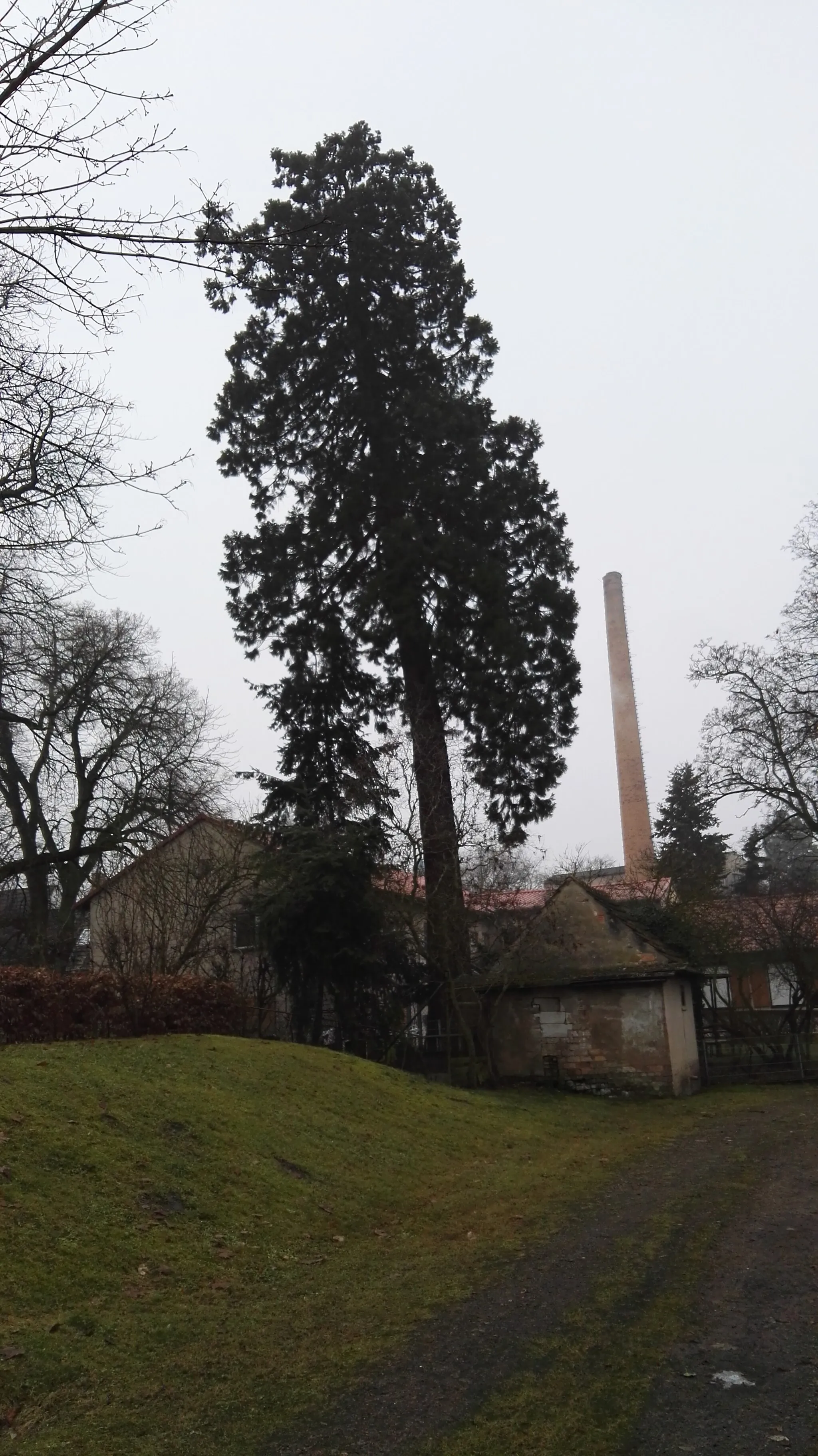 Photo showing: Mammutbaum am Wohnheim in Selbelang in der Gemeinde Paulinenaue in Brandenburg; Naturdenkmal