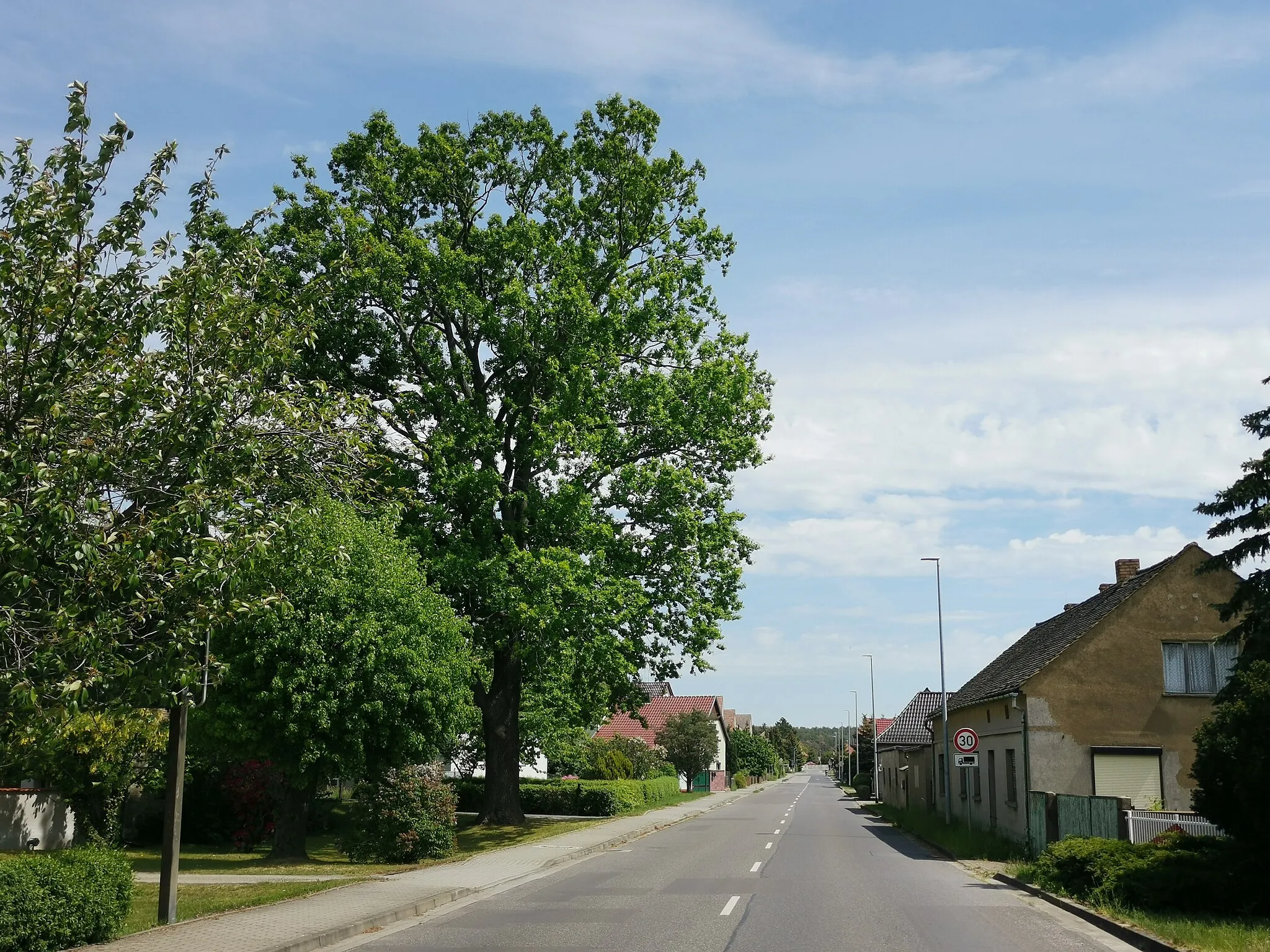 Photo showing: Als Naturdenkmal geschützte Stieleiche in der Hauptstraße 10 in Grünewald