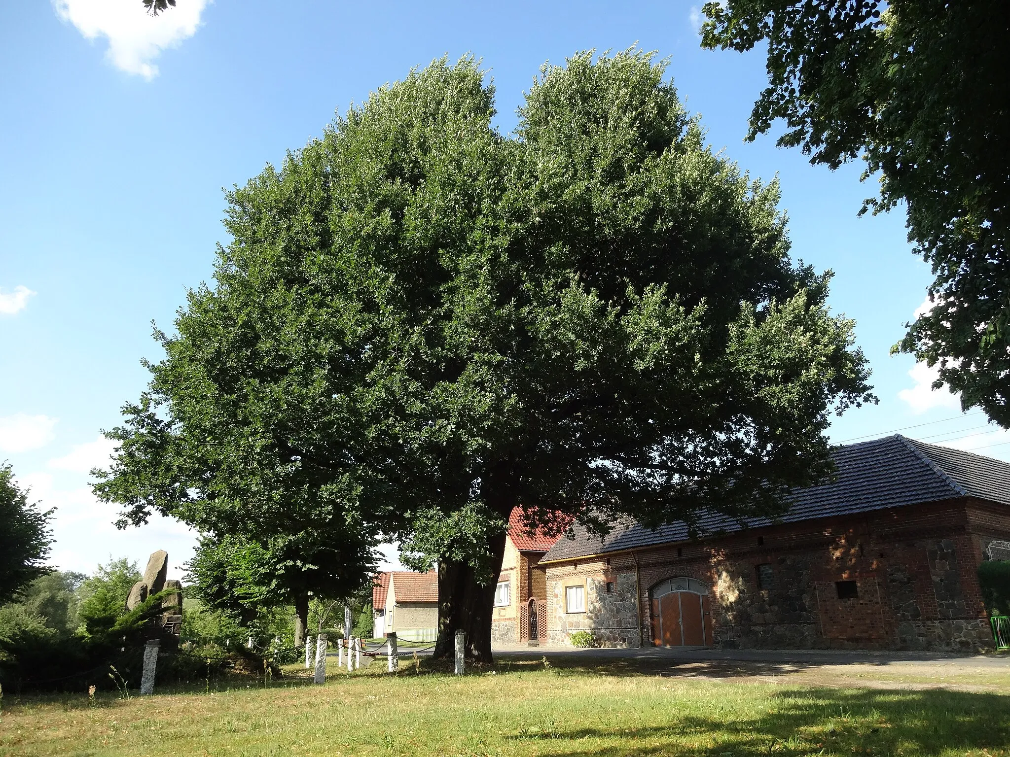 Photo showing: als Naturdenkmal geschützte Stieleiche am Kriegerdenkmal in Bronkow