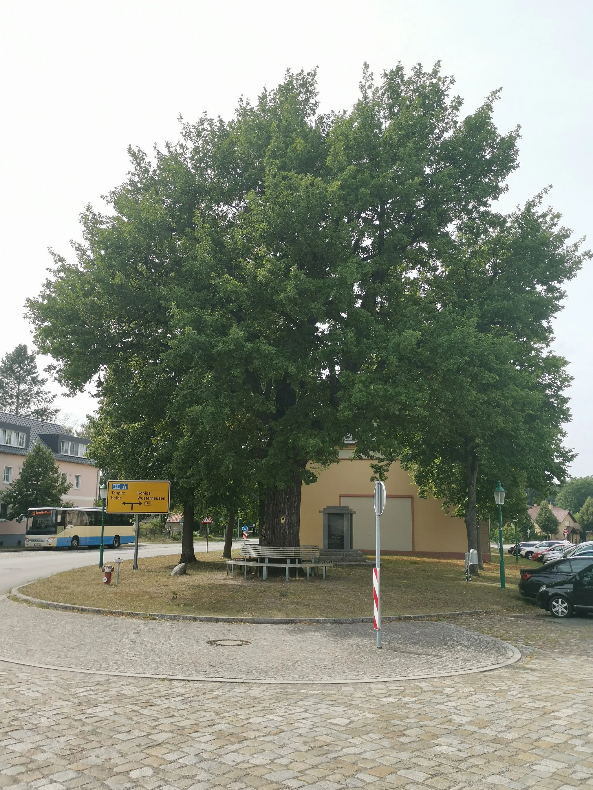 Photo showing: Als Naturdenkmal geschützte Stieleiche in Märkisch Buchholz hinter der Kirche