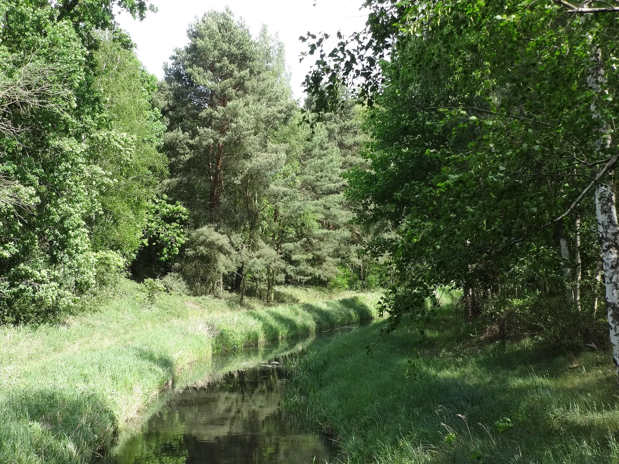 Photo showing: Pfefferfließ, ein Abfluss des Riebener Sees in Beelitz-Rieben