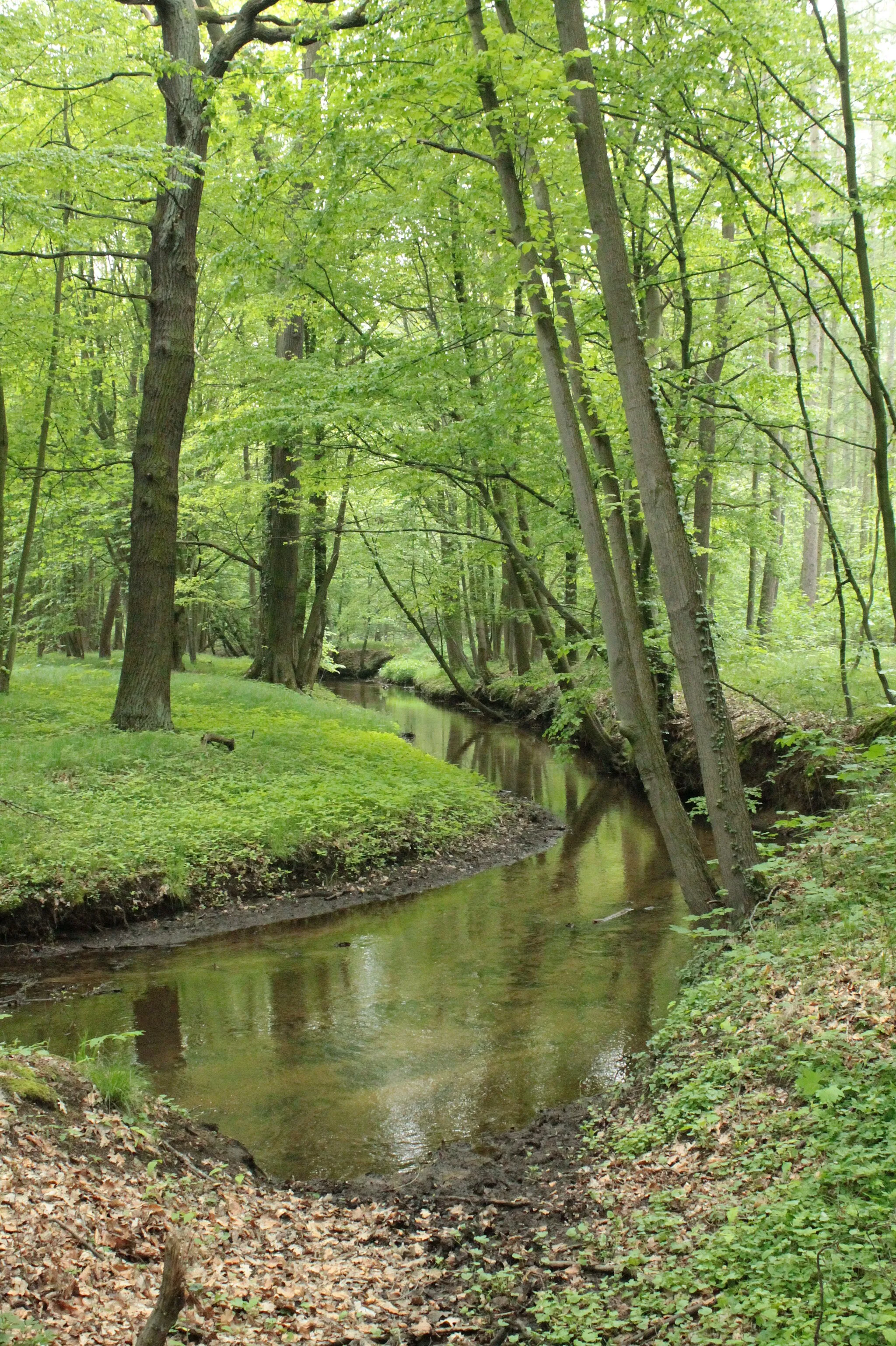 Photo showing: The woods at Zabeltitz in springtime