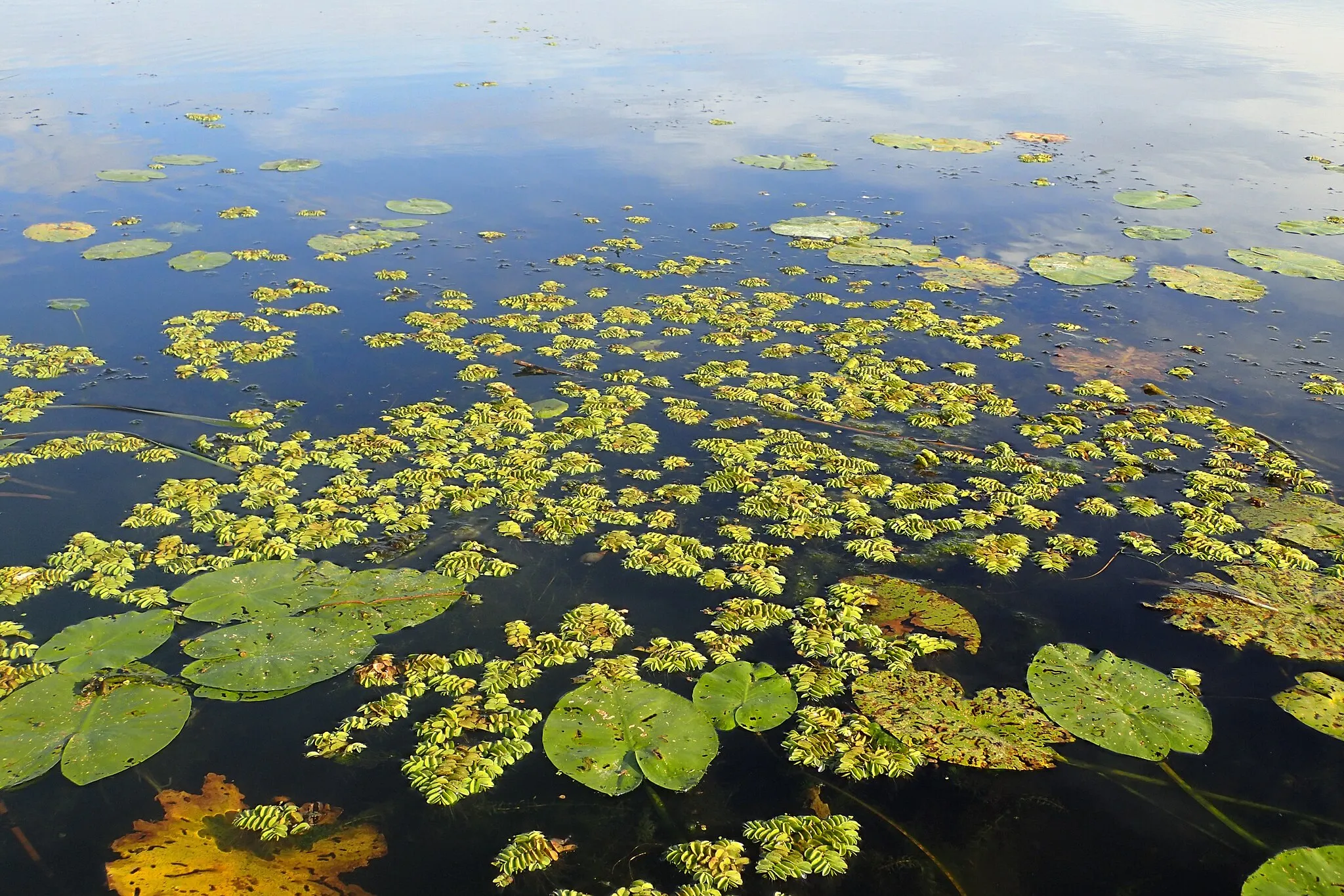 Photo showing: Salvinia natans in Odra river oxbow in Piasek, NW Poland