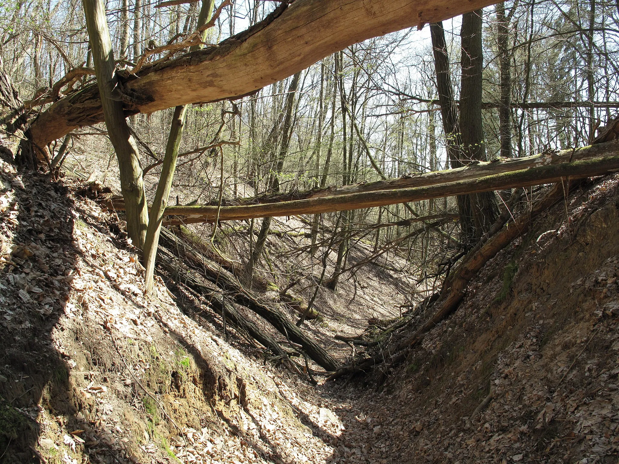 Photo showing: The Wolfsschlucht (german for: Wolves-chine) i a valley in the hill country „Märkische Schweiz“ and in the Märkische Schweiz Nature Park. This specific valley-type is named „Kehle“ in the Märkische Schweiz. It is situated in Pritzhagen, a village of the municipality Oberbarnim in the District Märkisch-Oderland, Brandenburg, Germany.