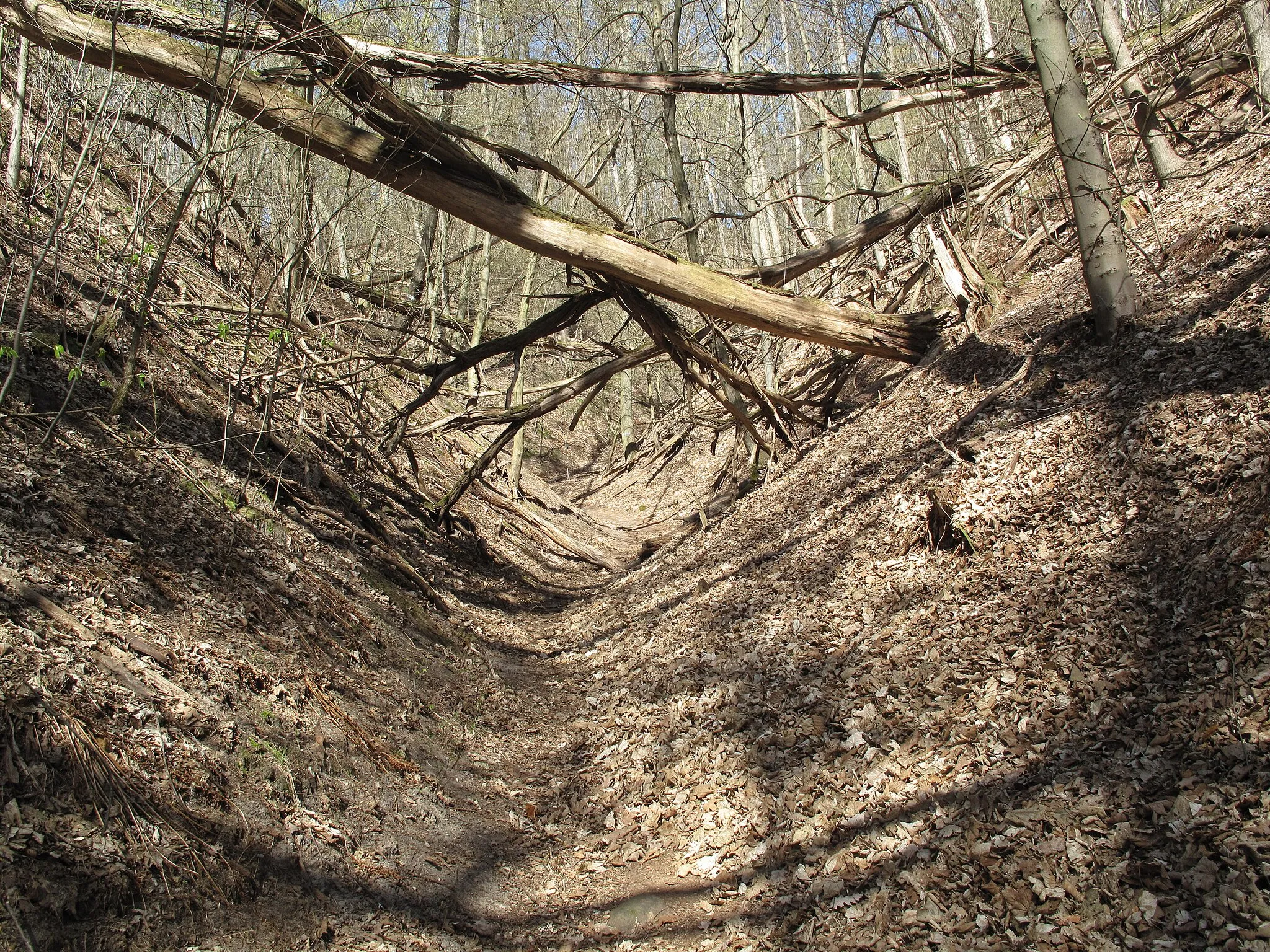 Photo showing: The Wolfsschlucht (german for: Wolves-chine) i a valley in the hill country „Märkische Schweiz“ and in the Märkische Schweiz Nature Park. This specific valley-type is named „Kehle“ in the Märkische Schweiz. It is situated in Pritzhagen, a village of the municipality Oberbarnim in the District Märkisch-Oderland, Brandenburg, Germany.