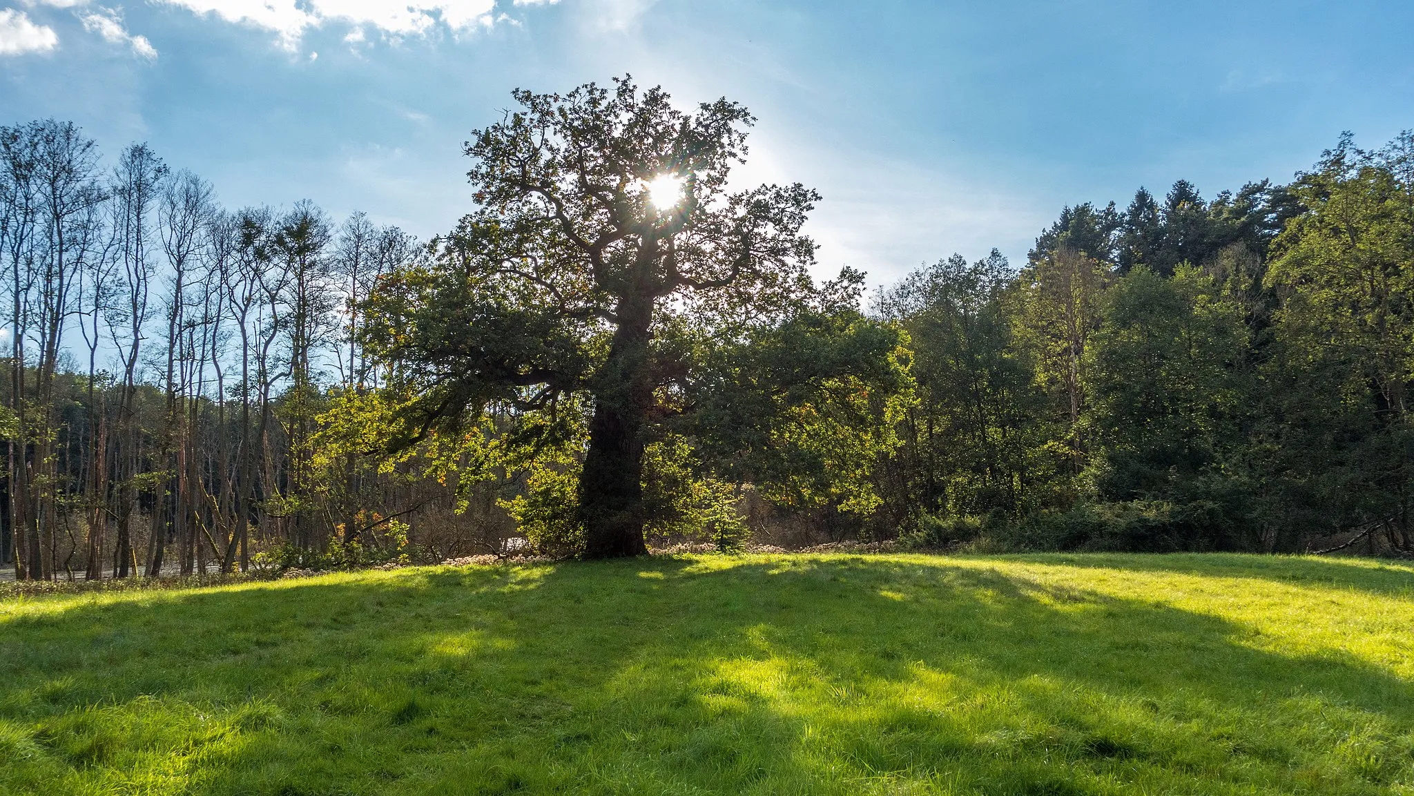 Photo showing: Alte Eiche (Stieleiche, Quercus robur) in der Nähe von Warthe, Boitzenburger Land