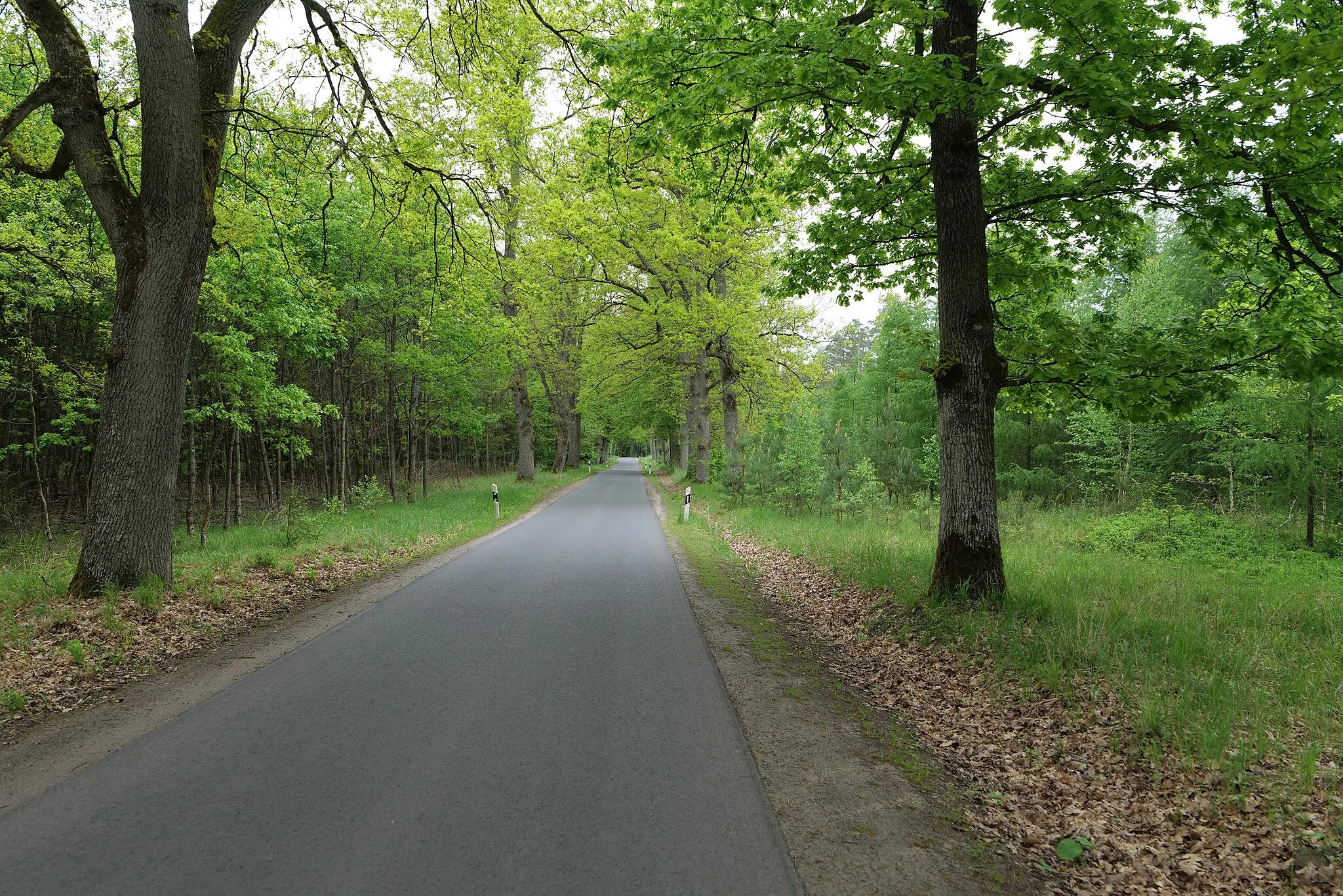 Photo showing: Wald bei Mahlendorf in Warthe im Landschaftsschutzgebiet Norduckermärkische Seenlandschaft des Naturpark Uckermärkische Seen.