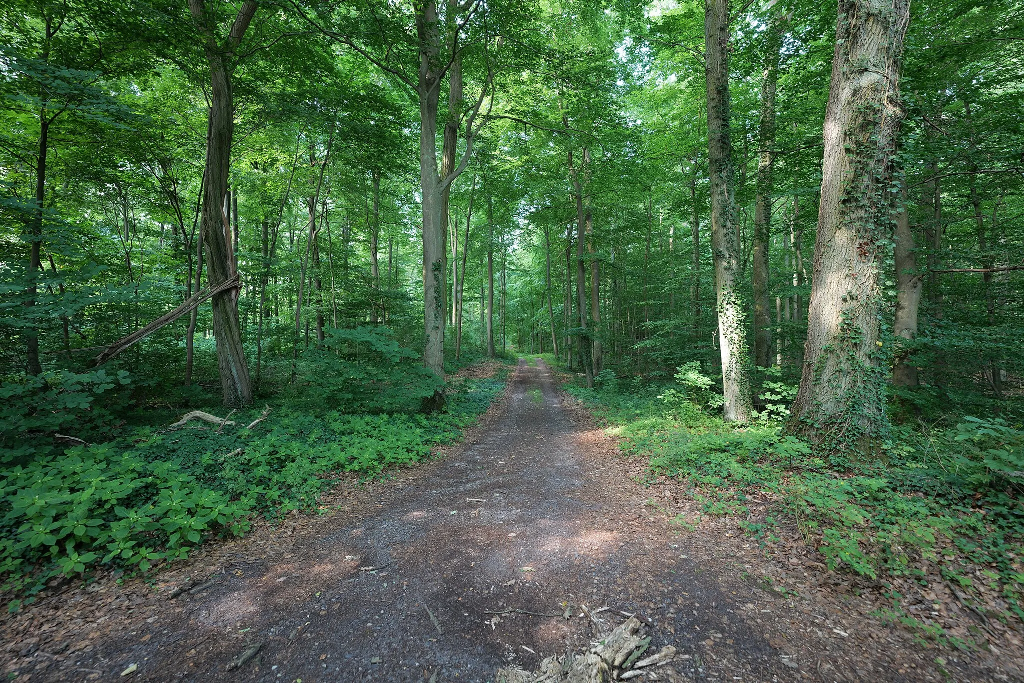 Photo showing: Wald in Chorin im Biosphärenreservat Schorfheide Chorin.