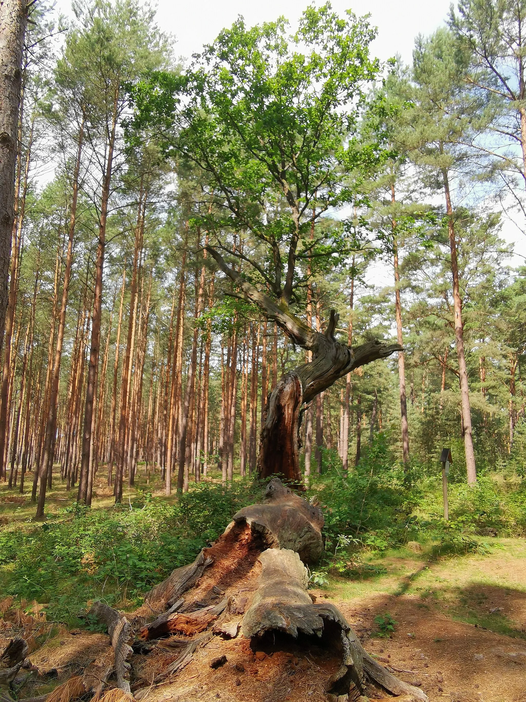 Photo showing: Als Naturdenkmal geschützte Stieleiche (Königseiche) im Wald bei Gräbendorf