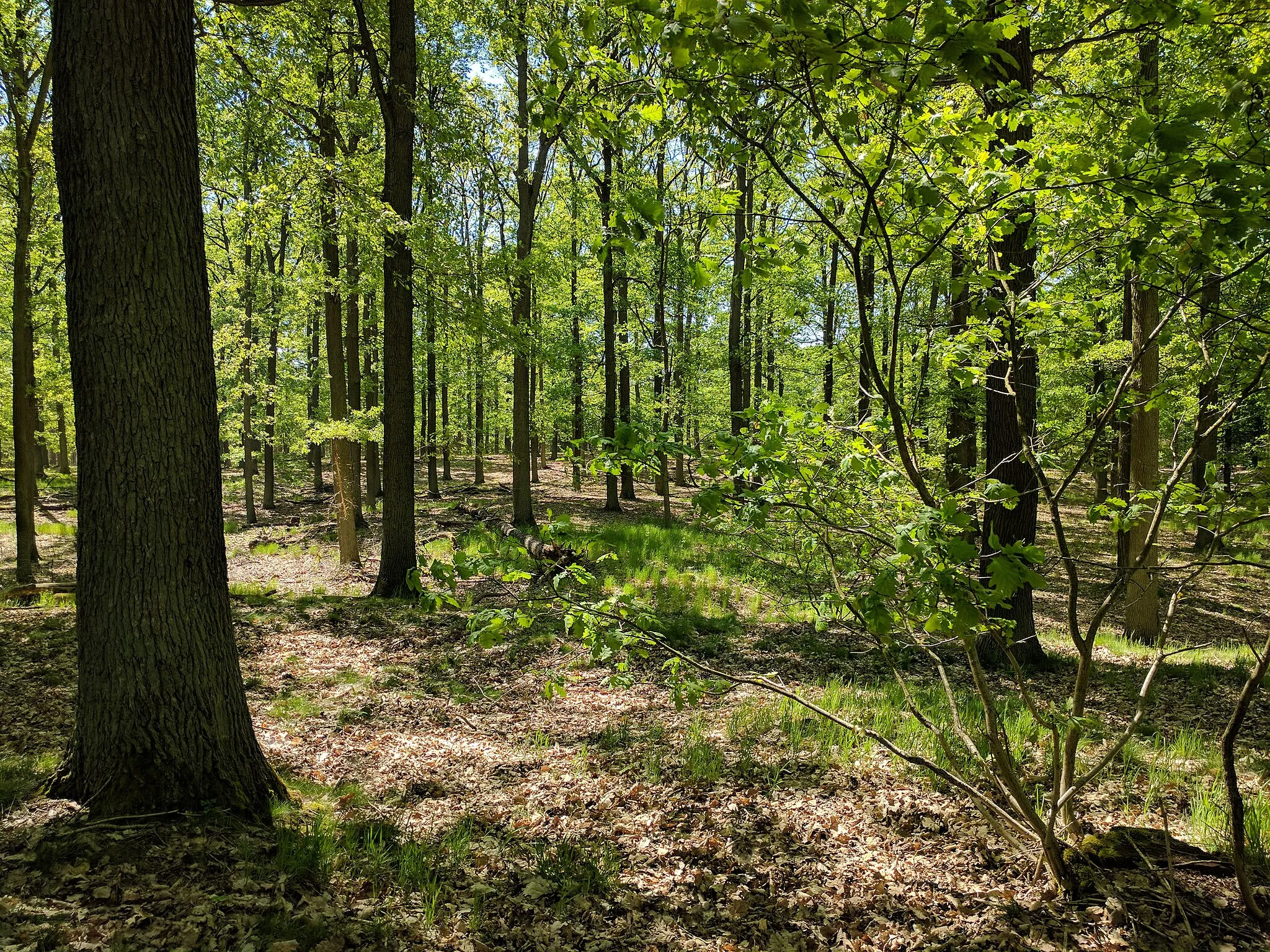 Photo showing: Trauben-Eichenwald im Naturschutzgebiet Dubrow (Land Brandenburg, Gemarkung Gräbendorf); LSG Dahme - Heideseen