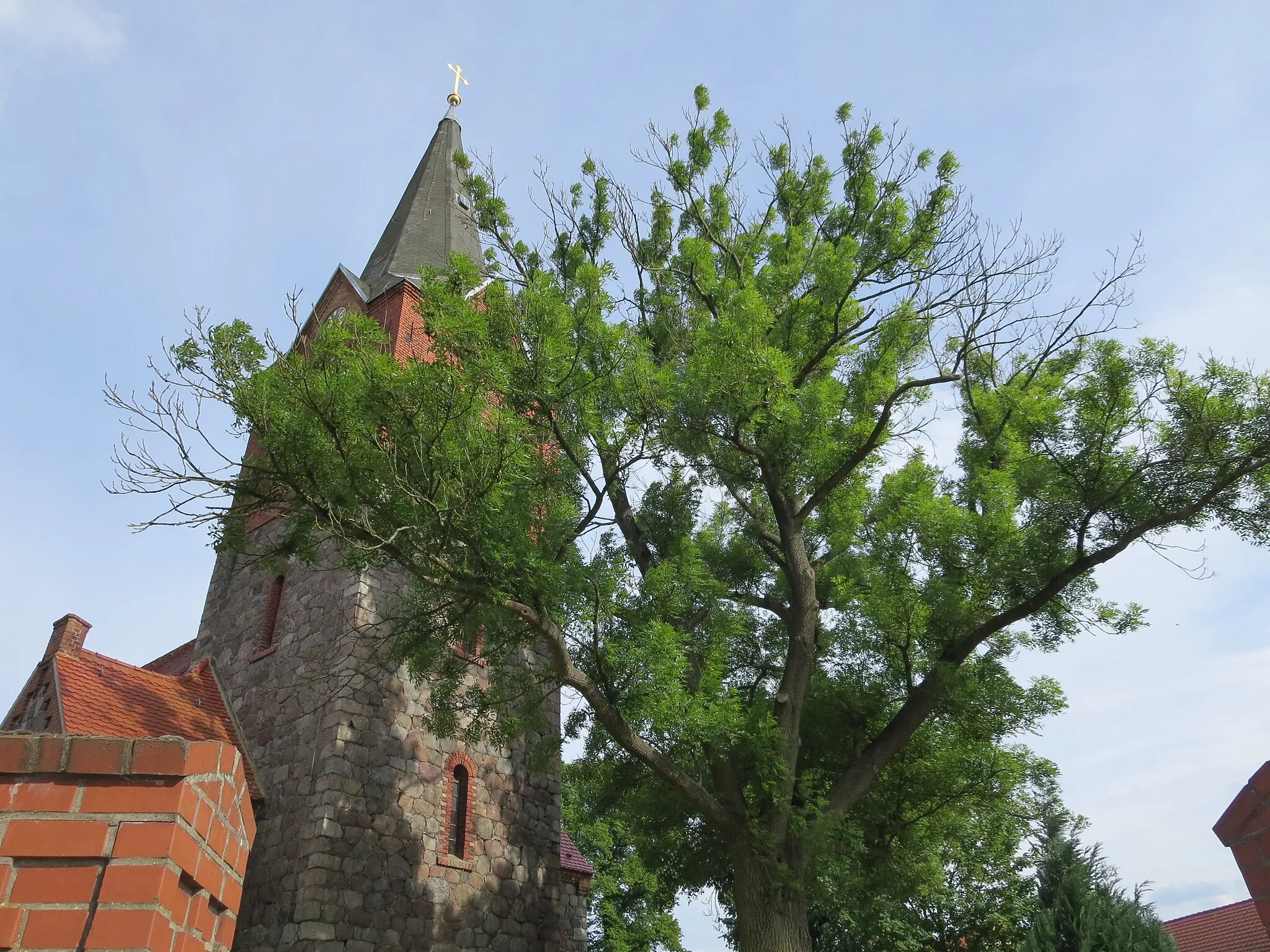 Photo showing: Gemeine Esche vor der Dorfkirche Tempelfelde, Krone vor Kirchturm