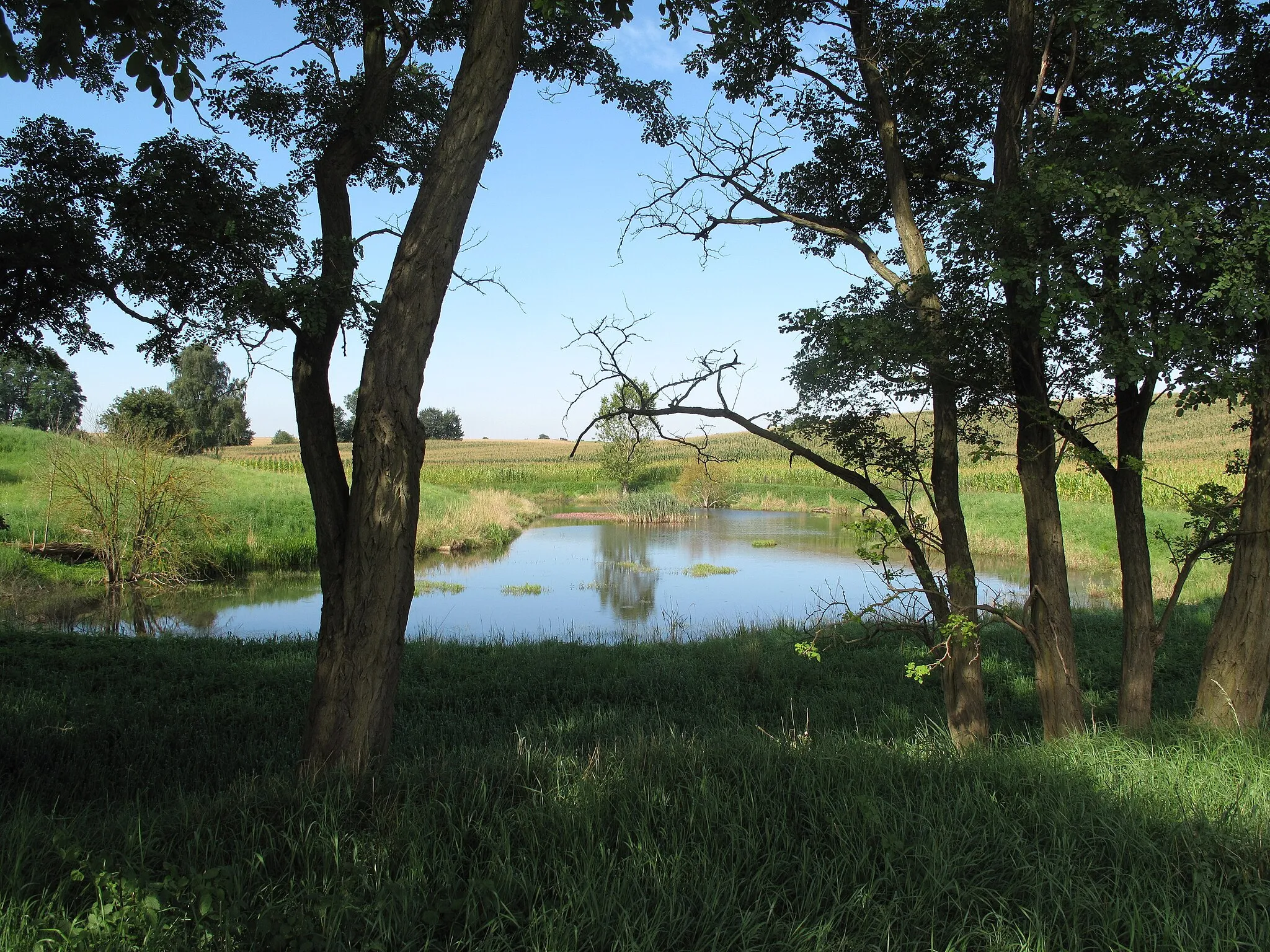 Photo showing: Kettle hole in the south of Hohenstein. The village Hohenstein is a civil parish (Ortsteil) of the town Strausberg in the district Märkisch-Oderland, Brandenburg, Germany.