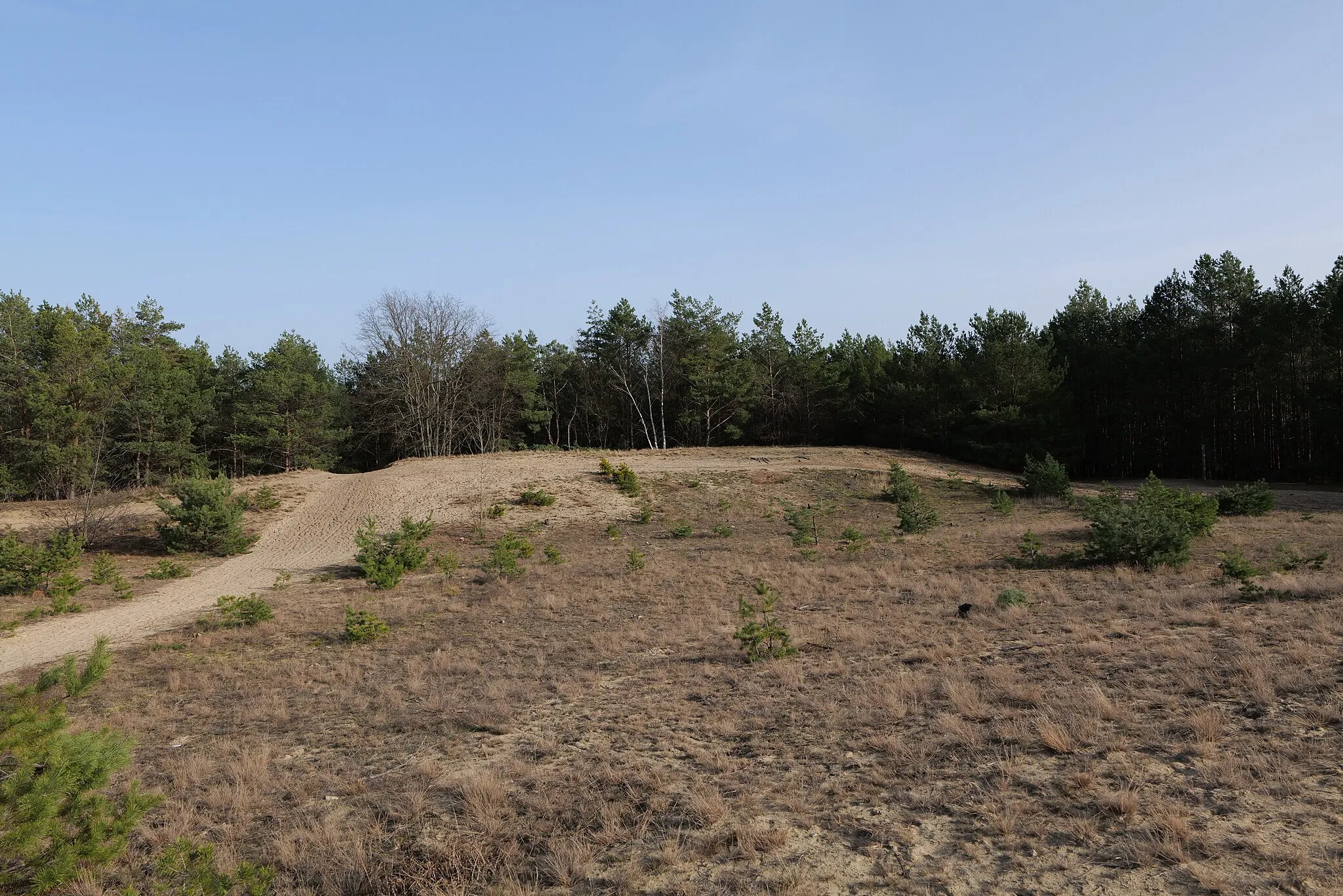 Photo showing: Eichberg im SAC Saarmunder Berg am 24. Februar 2021.