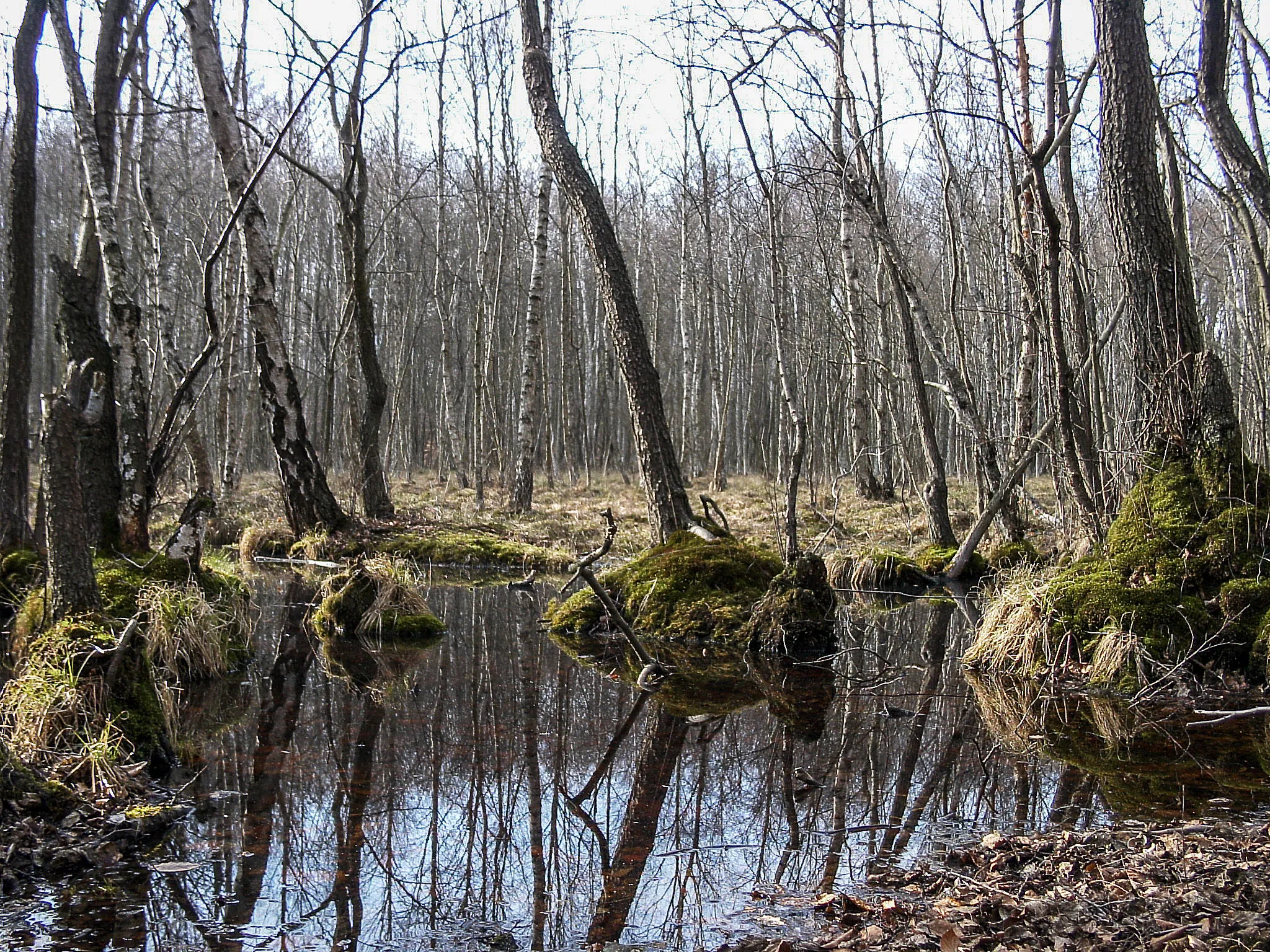 Photo showing: Bruchwald im Plagefenn, einem Moor im Landkreis Barnim (Brandenburg).