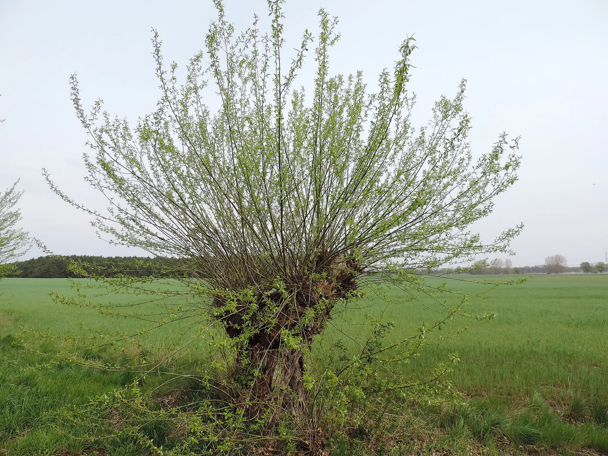 Photo showing: Kopfweide bei Mietgendorf