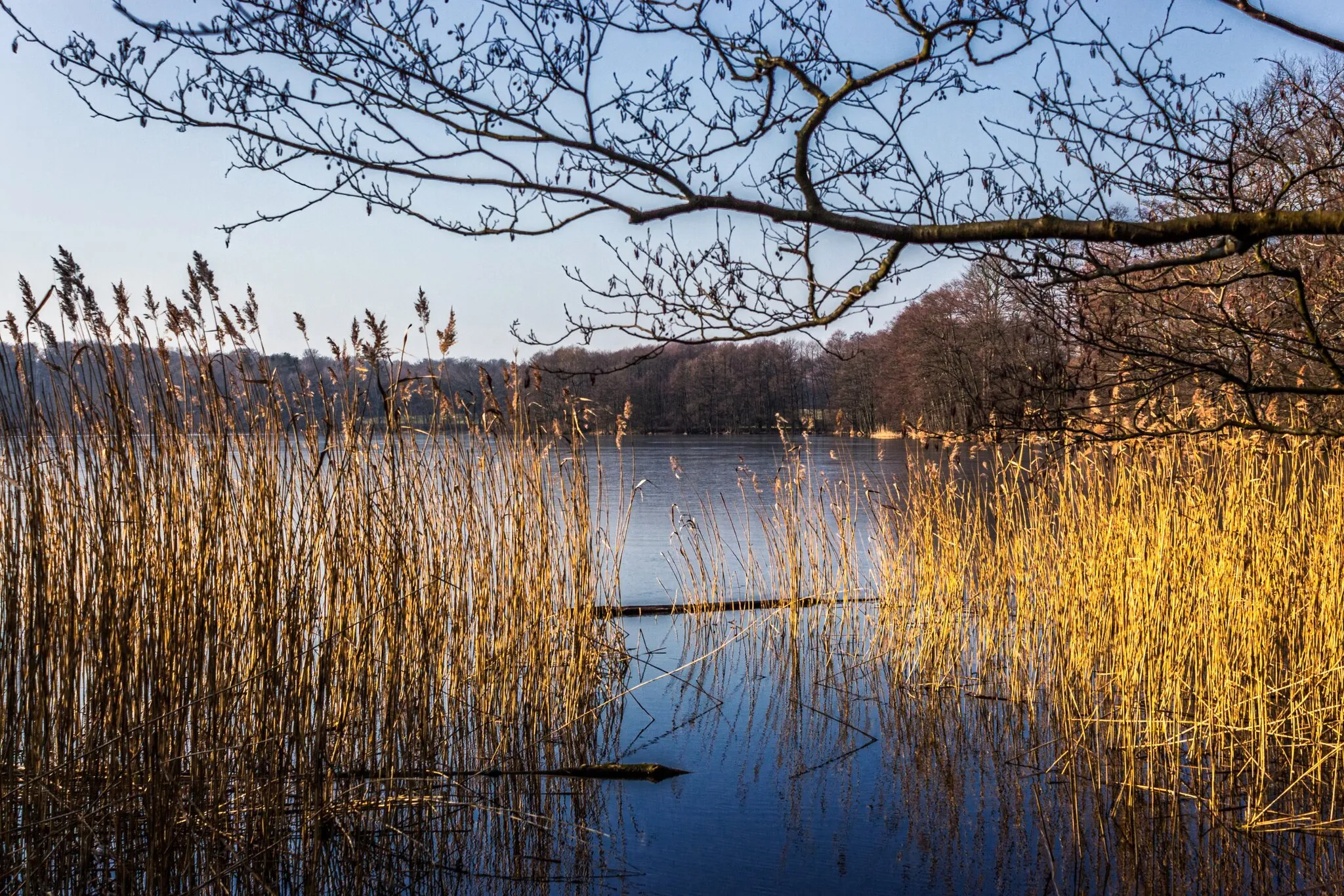 Photo showing: Glambecker See im Naturschutzgebiet „Grumsiner Forst/Redernswalde“