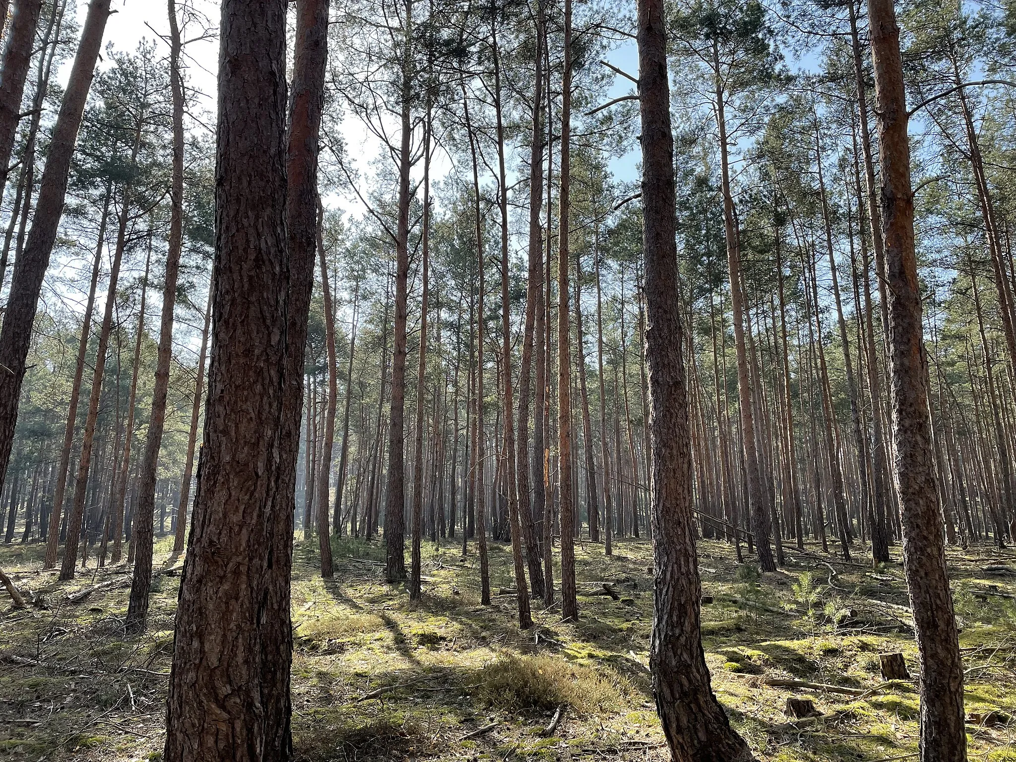 Photo showing: Streganzer Berg, 94,4m hohe Erhebung in Heidesee, Brandenburg