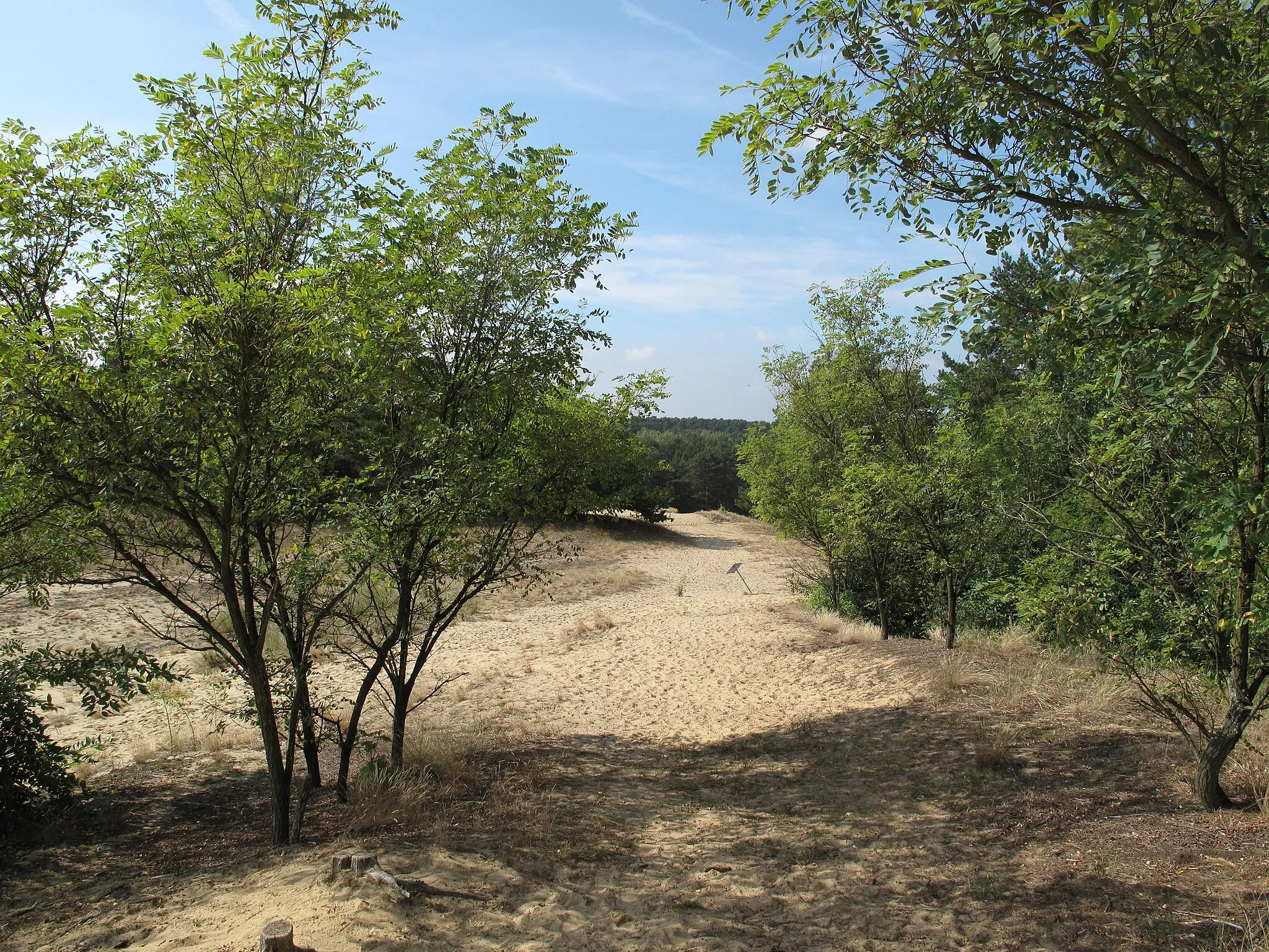 Photo showing: The „Binnendüne Waltersberge“ is one of the largest inland dunes in Brandenburg, Germany. The dune is situated in the town Storkow, District Oder-Spree, just over the eastern border of the Dahme-Heideseen Nature Park. The centre of the area, which covers about 14 hectare, is designated as a Naturschutzgebiet (protected area) and Natura 2000-area. Nearly just beside the northern bank of the Großer Storkower See (lake), rises above the dune with its largest peak, the Storkower Weinberg (69 metres), up to 32 metres over the sea.