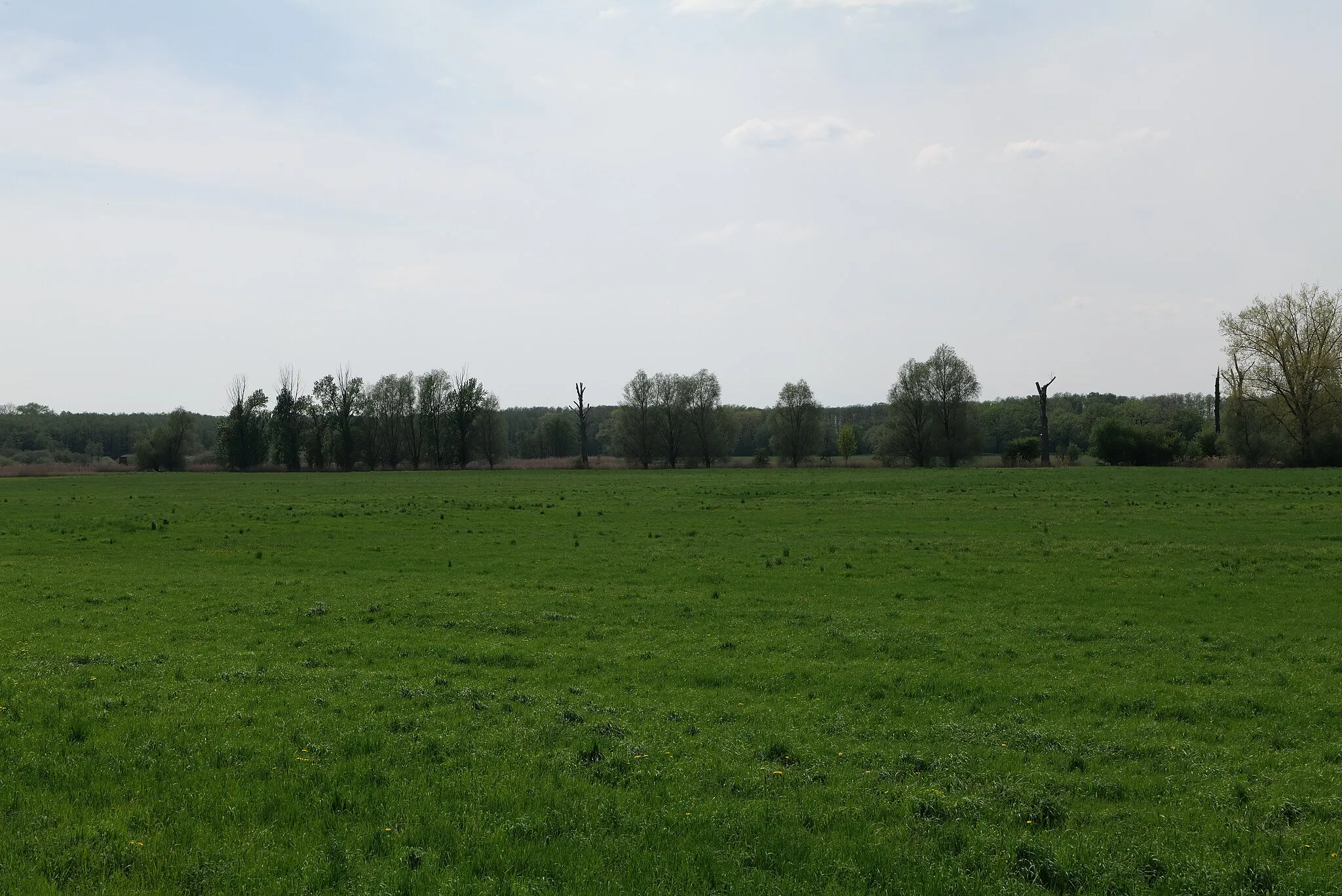 Photo showing: Landschaftsschutzgebiet Notte-Niederung am 11. Mai 2021.