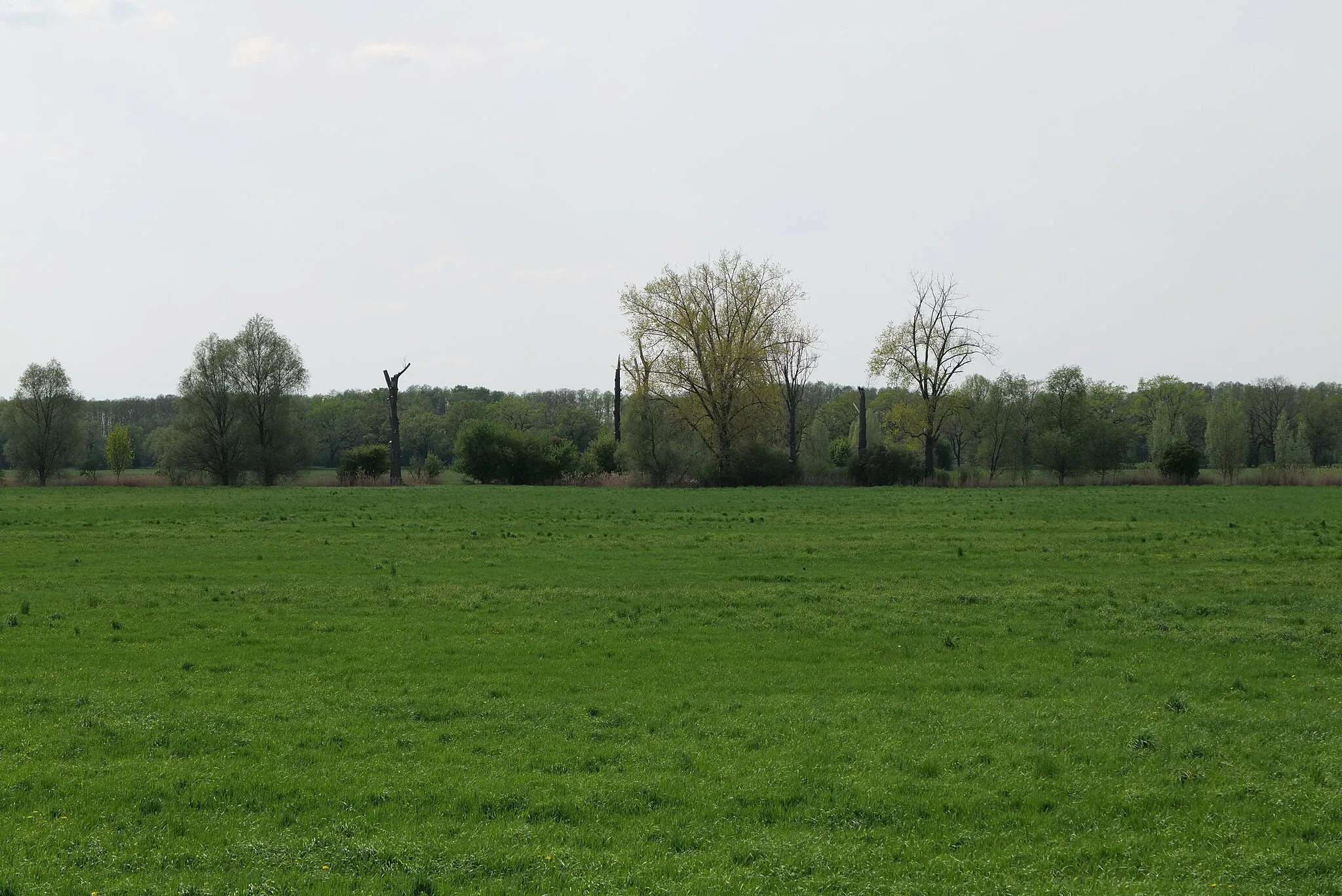 Photo showing: Landschaftsschutzgebiet Notte-Niederung am 11. Mai 2021.