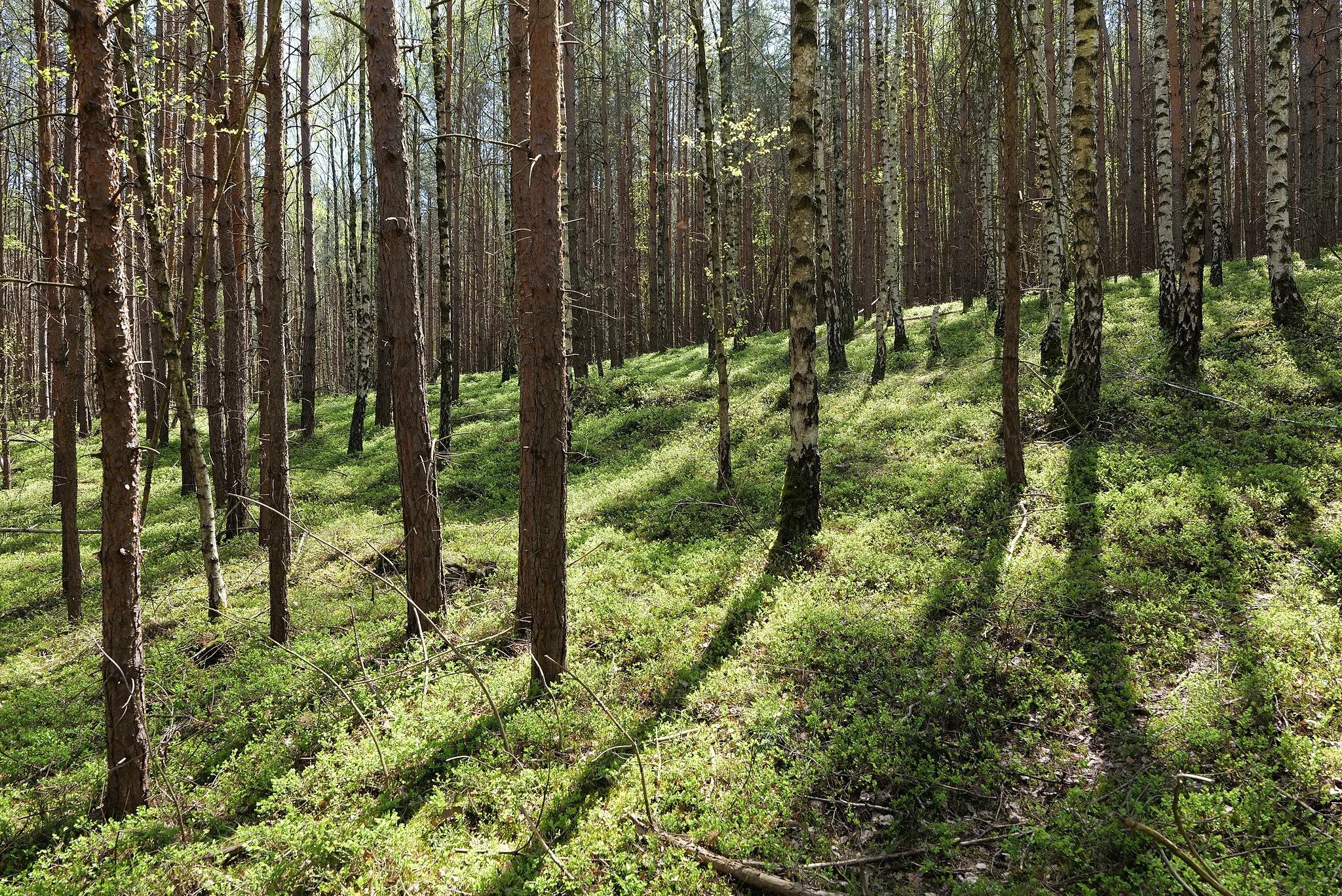 Photo showing: Landschaftsschutzgebiet Baruther Urstromtal und Luckenwalder Heide am 9. Mai 2021.