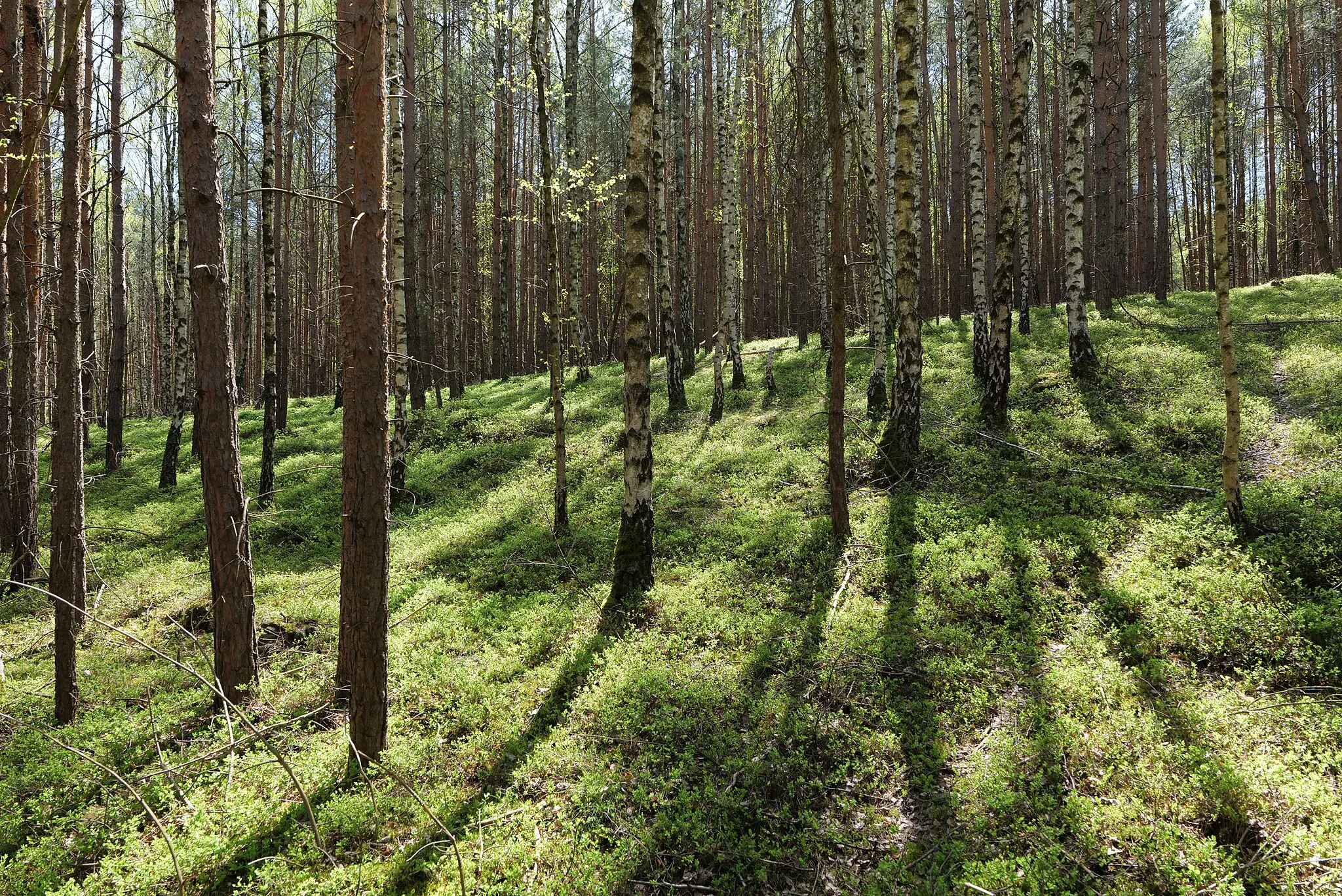 Photo showing: Landschaftsschutzgebiet Baruther Urstromtal und Luckenwalder Heide am 9. Mai 2021.