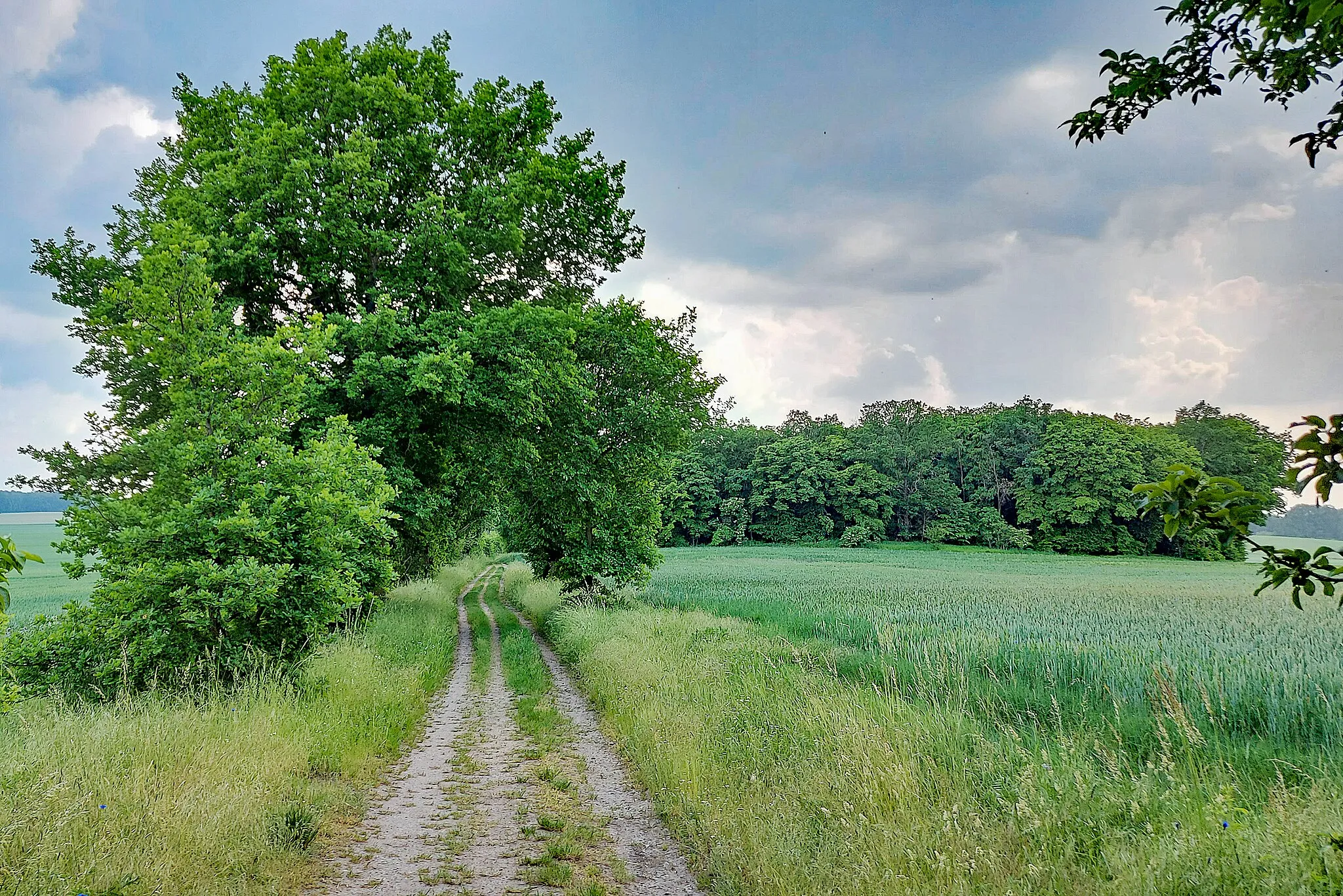 Photo showing: Naturdenkmal Feldweg Marsdorf Medingen 2021