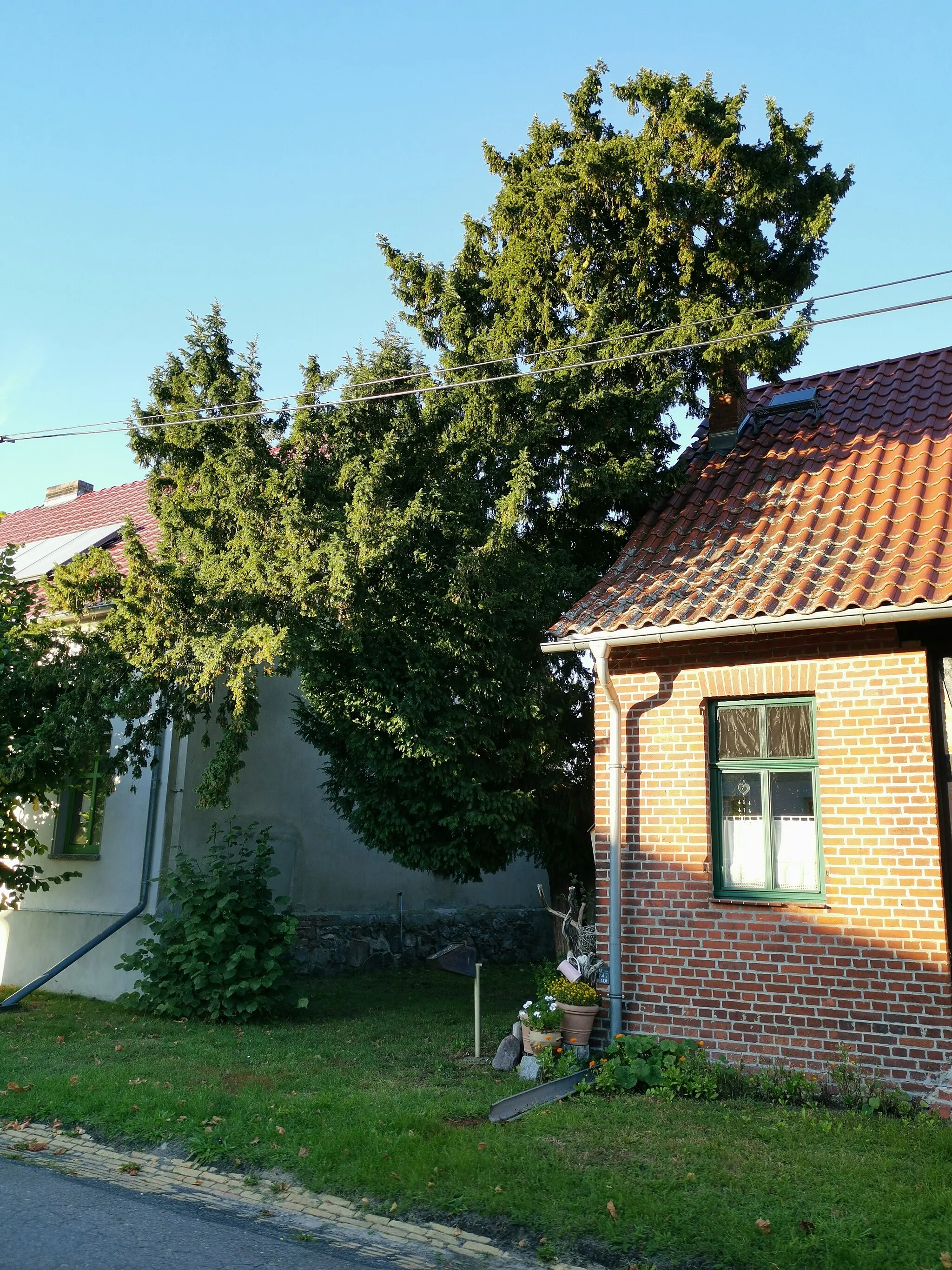 Photo showing: Naturdenkmal Witzker Eibe in Witzke, Seeblick