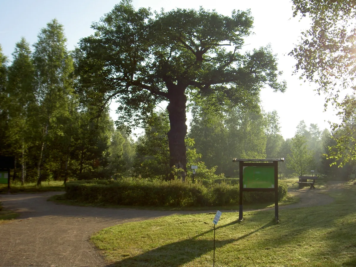 Photo showing: Heimateiche, Glücksburger Heide