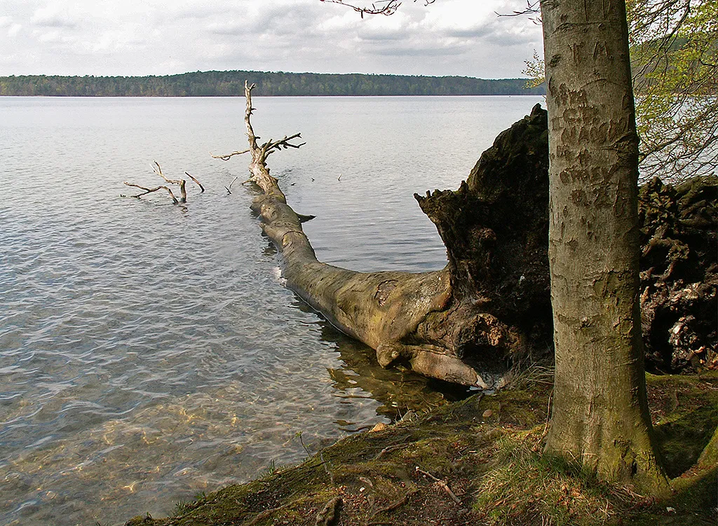 Photo showing: Großer Stechlinsee