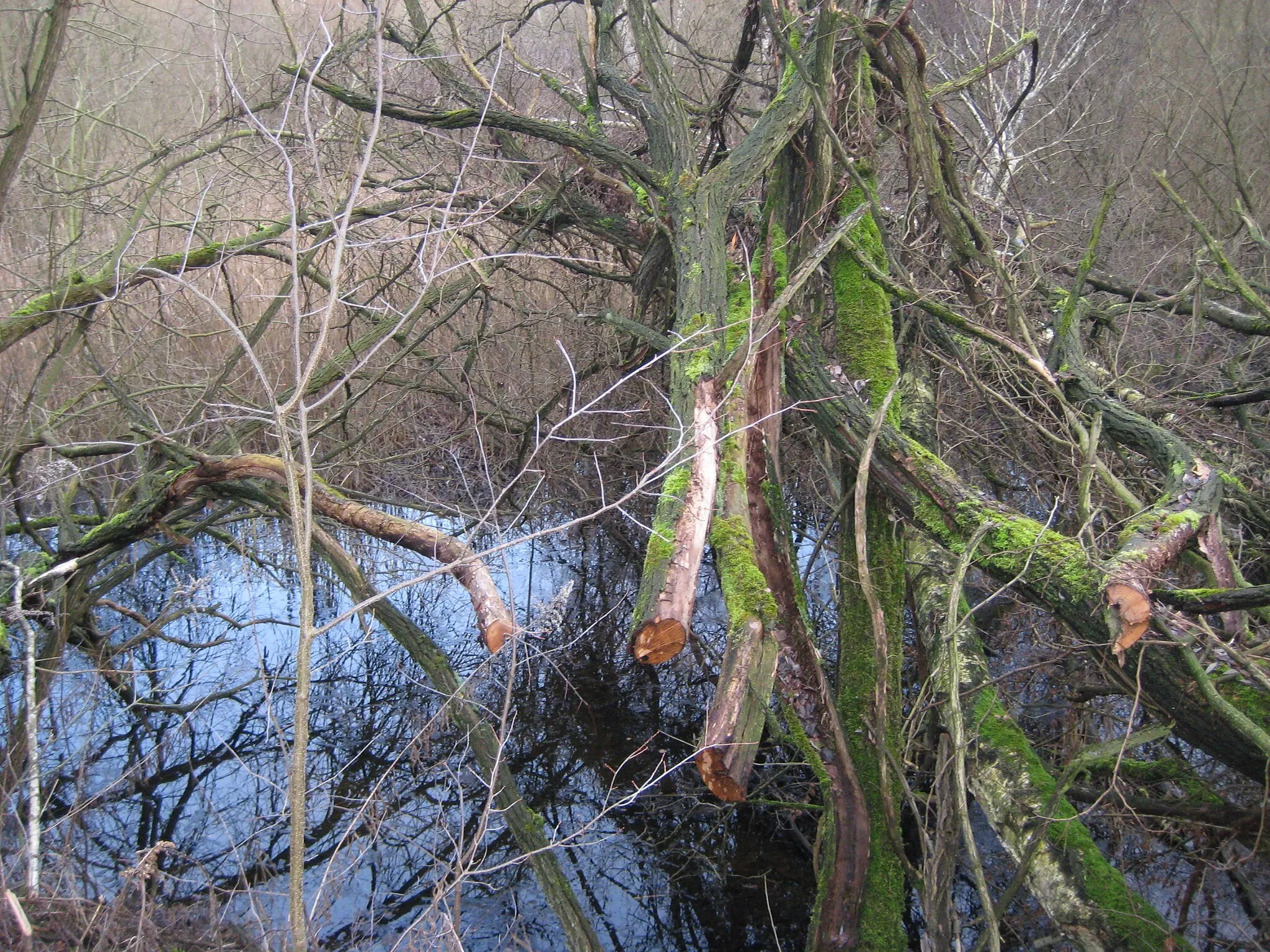 Photo showing: Bodengeopfad Kausdorf